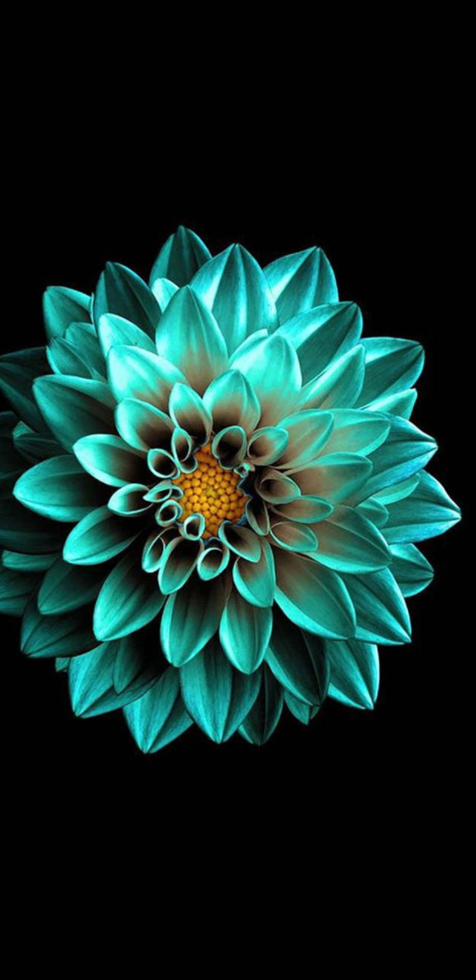 Turquoise Flower 2k Amoled