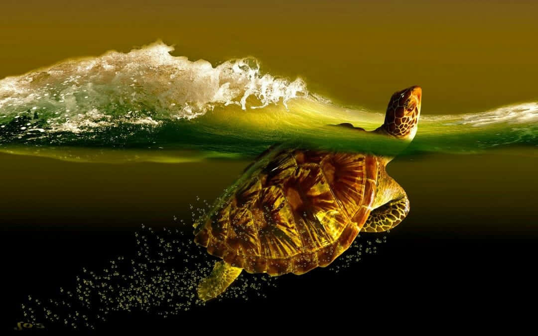 Turtle Above Water Iphone Hd