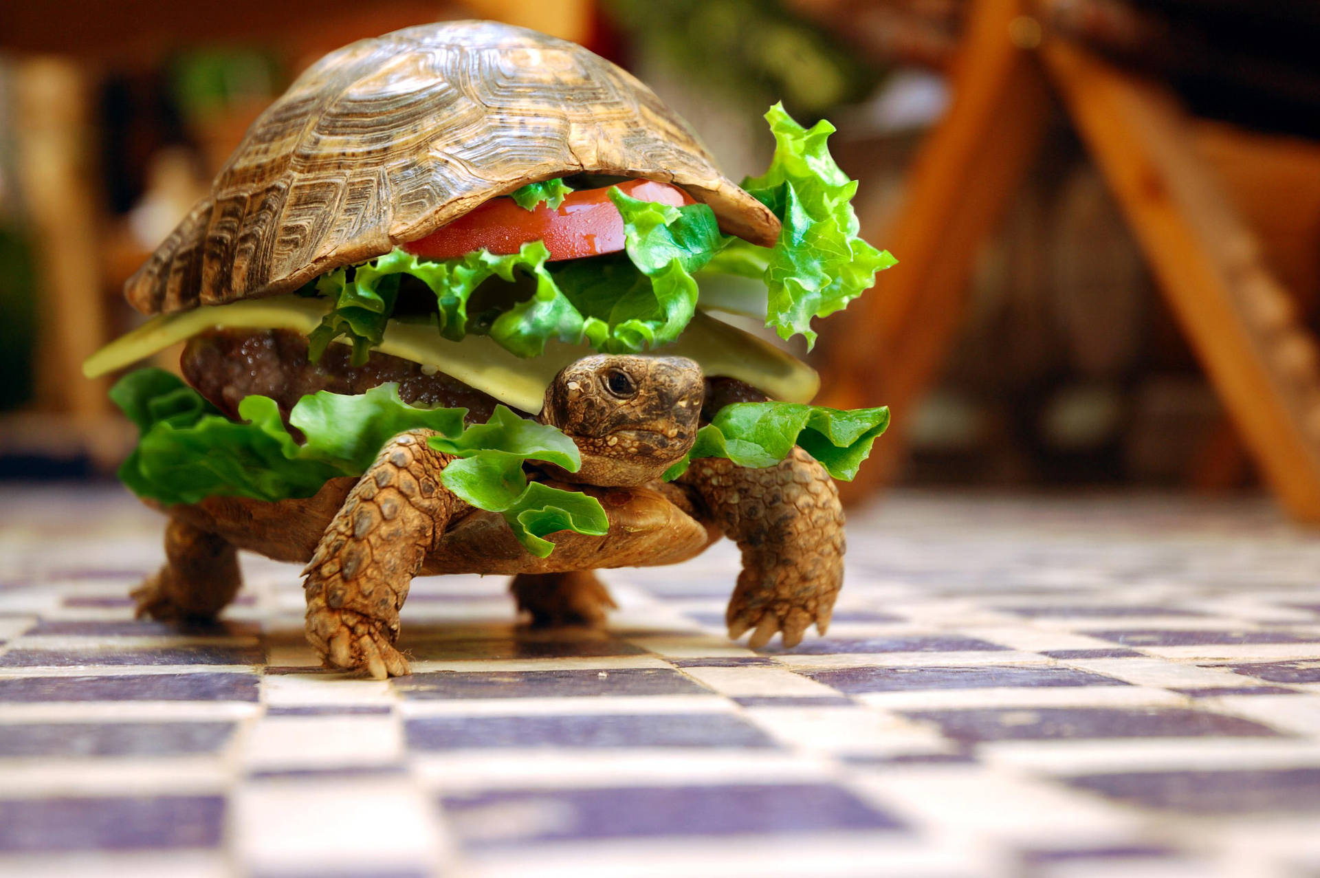 Turtle Burger Funny Desktop Background