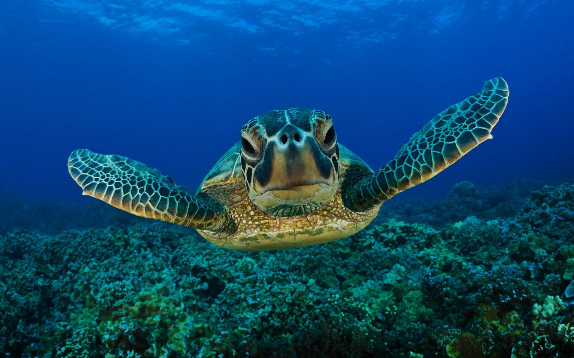 Turtle Close Up Photograph Background