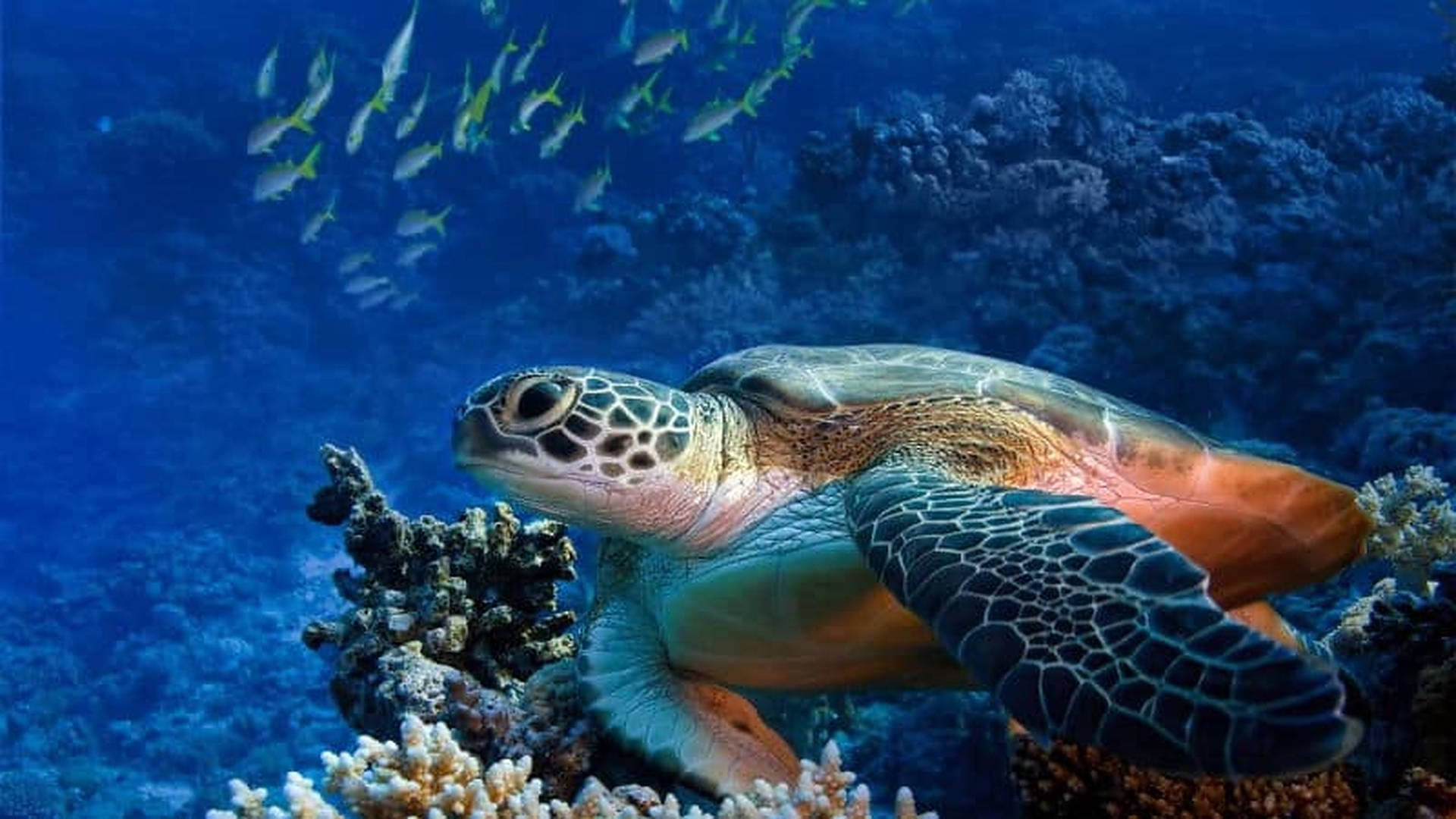 Turtle In A Deep Blue Sea Background