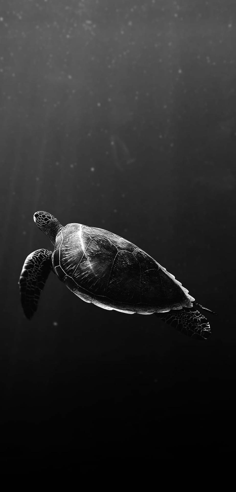Turtle In Monochrome Background