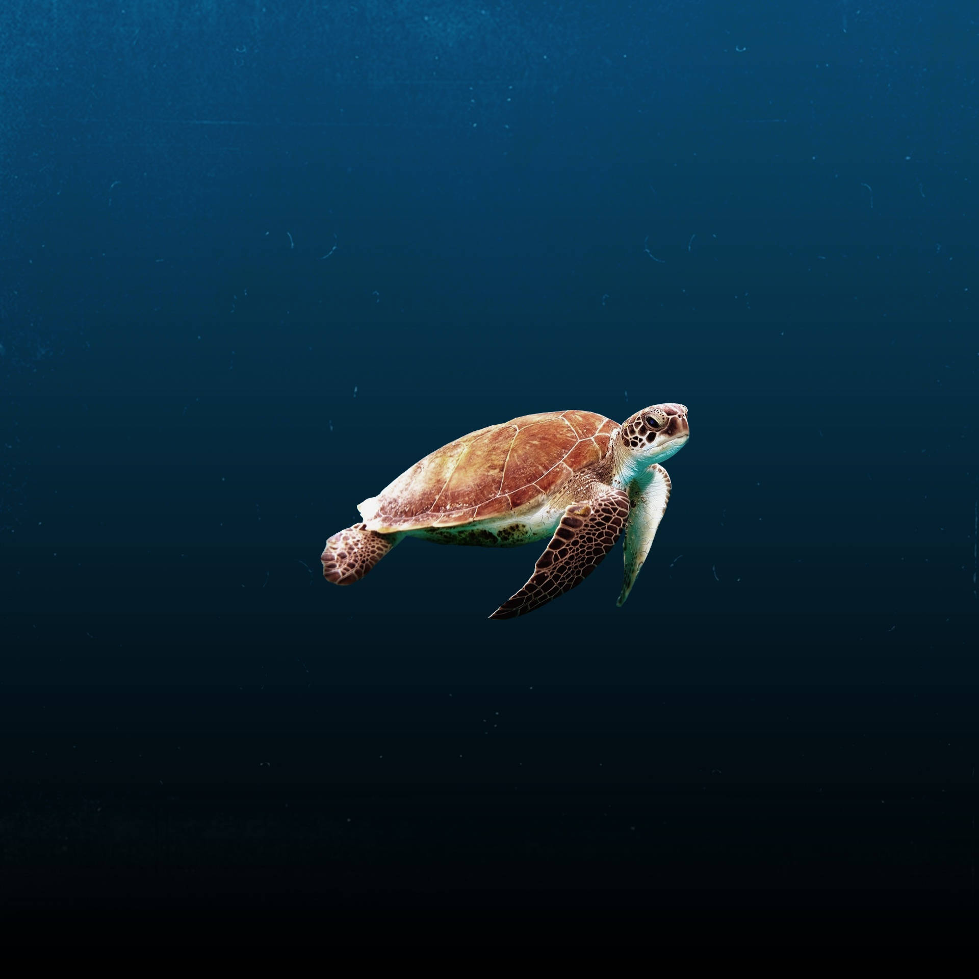 Turtle In The Abyss