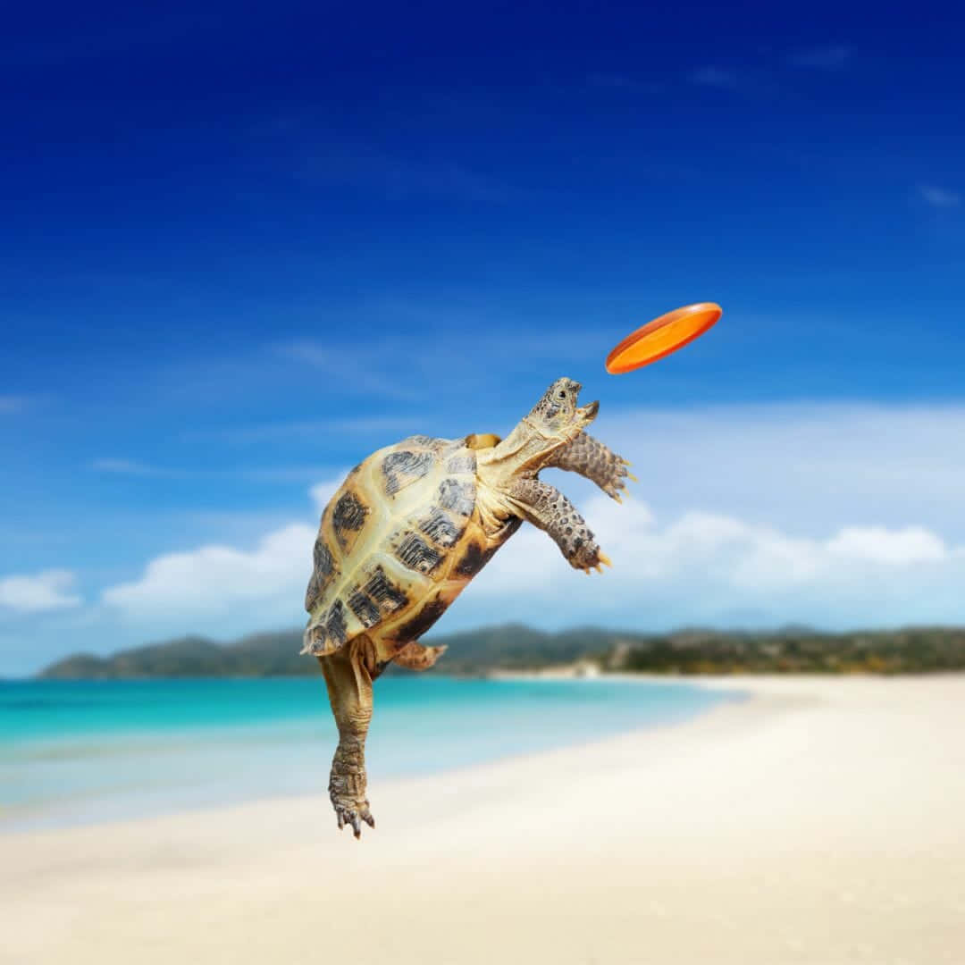 Turtle Jumping Iphone Hd