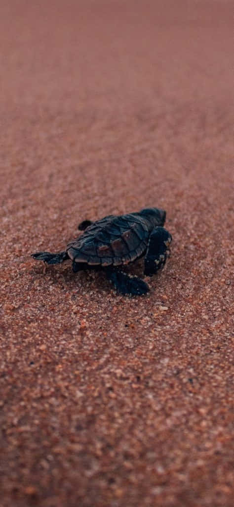 Turtle Minimalist Sand Iphone Hd