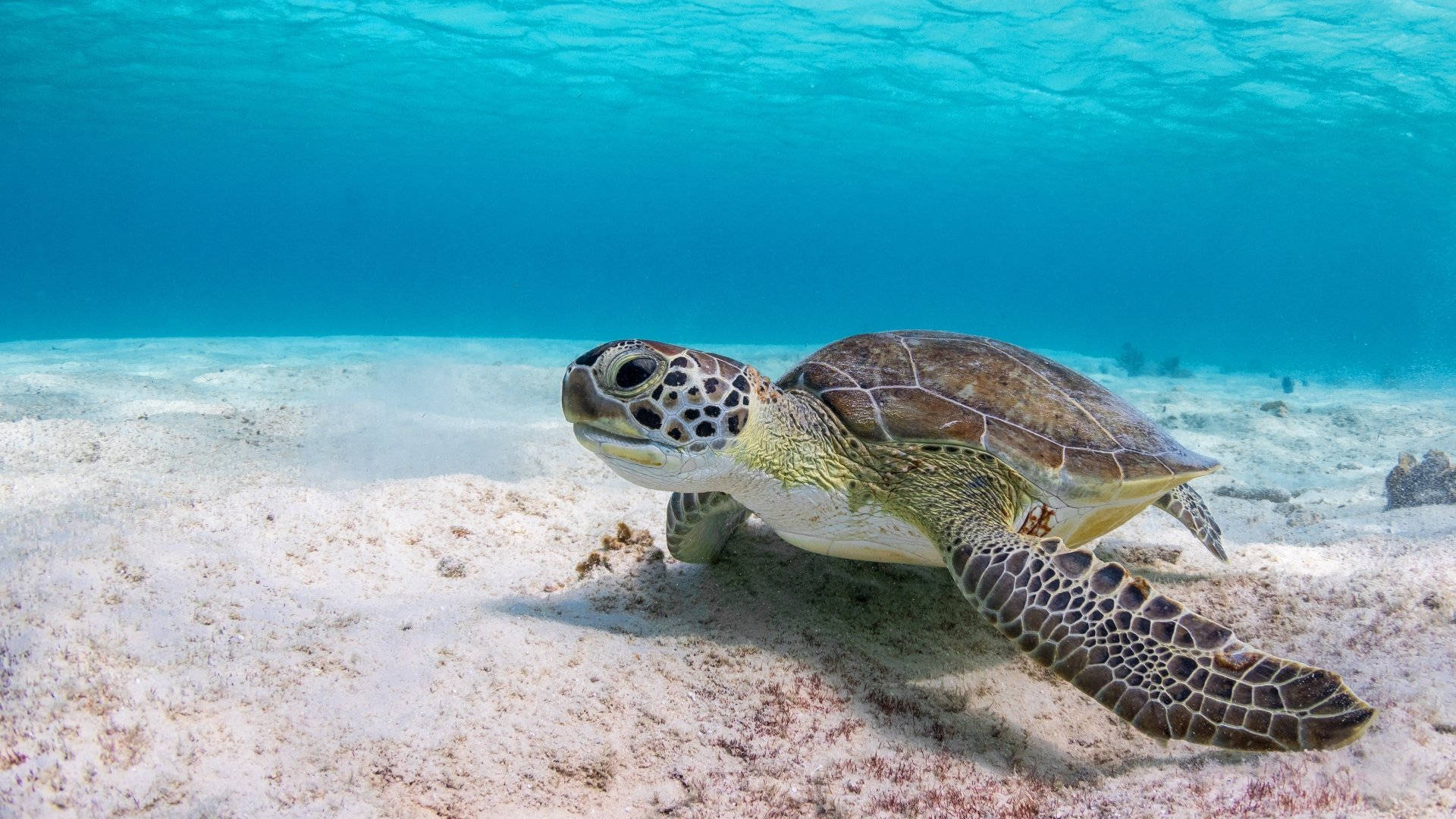 Turtle On A Seabed Background