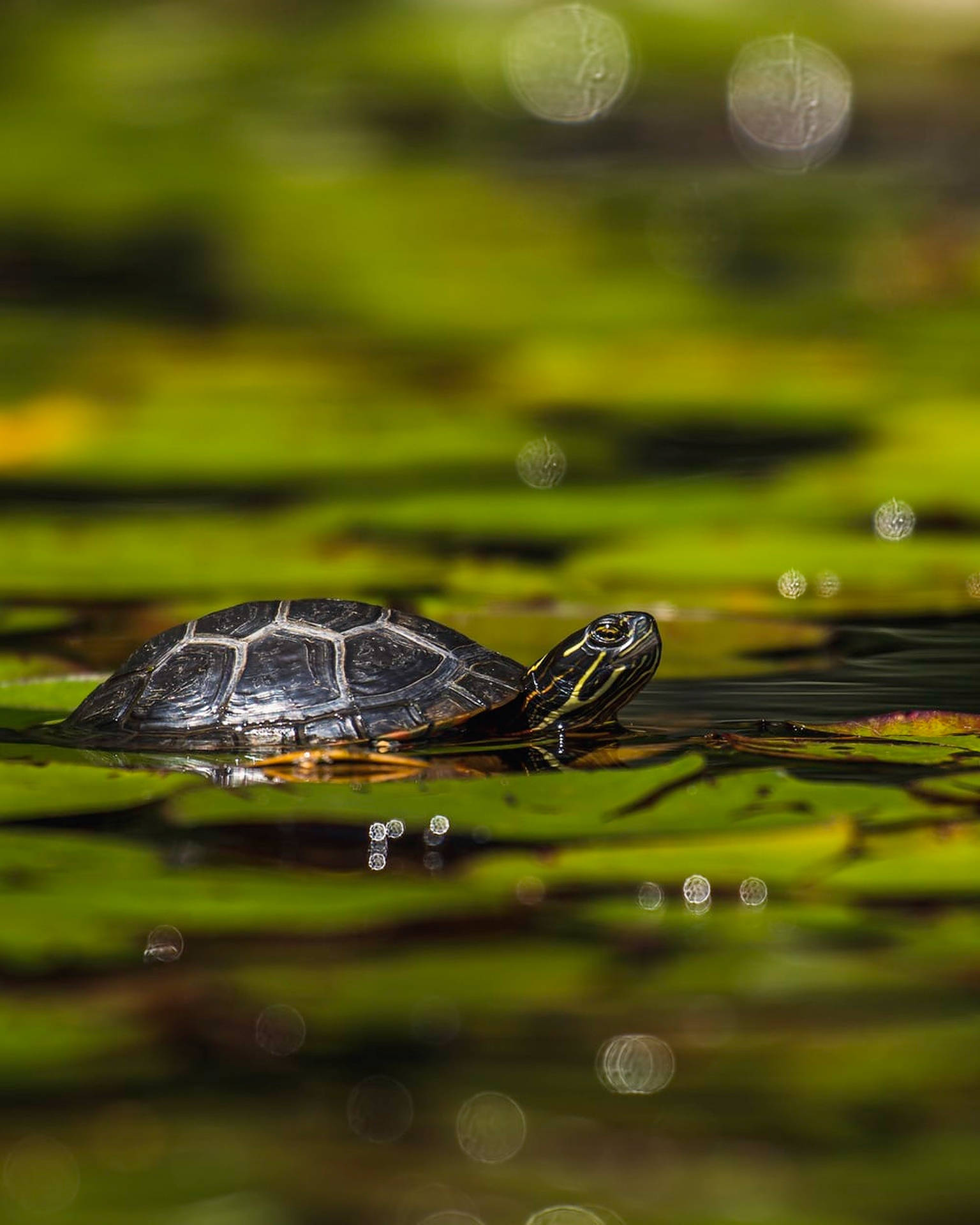 Turtle On A Water Lily Background