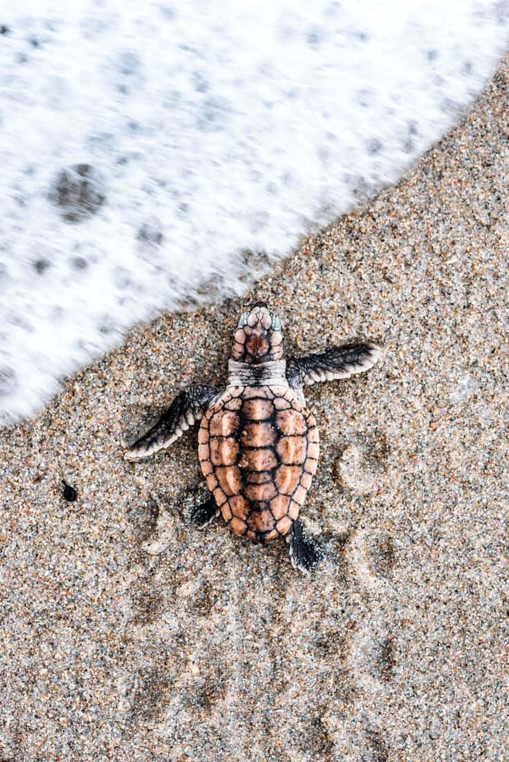 Turtle On Sand Iphone Hd