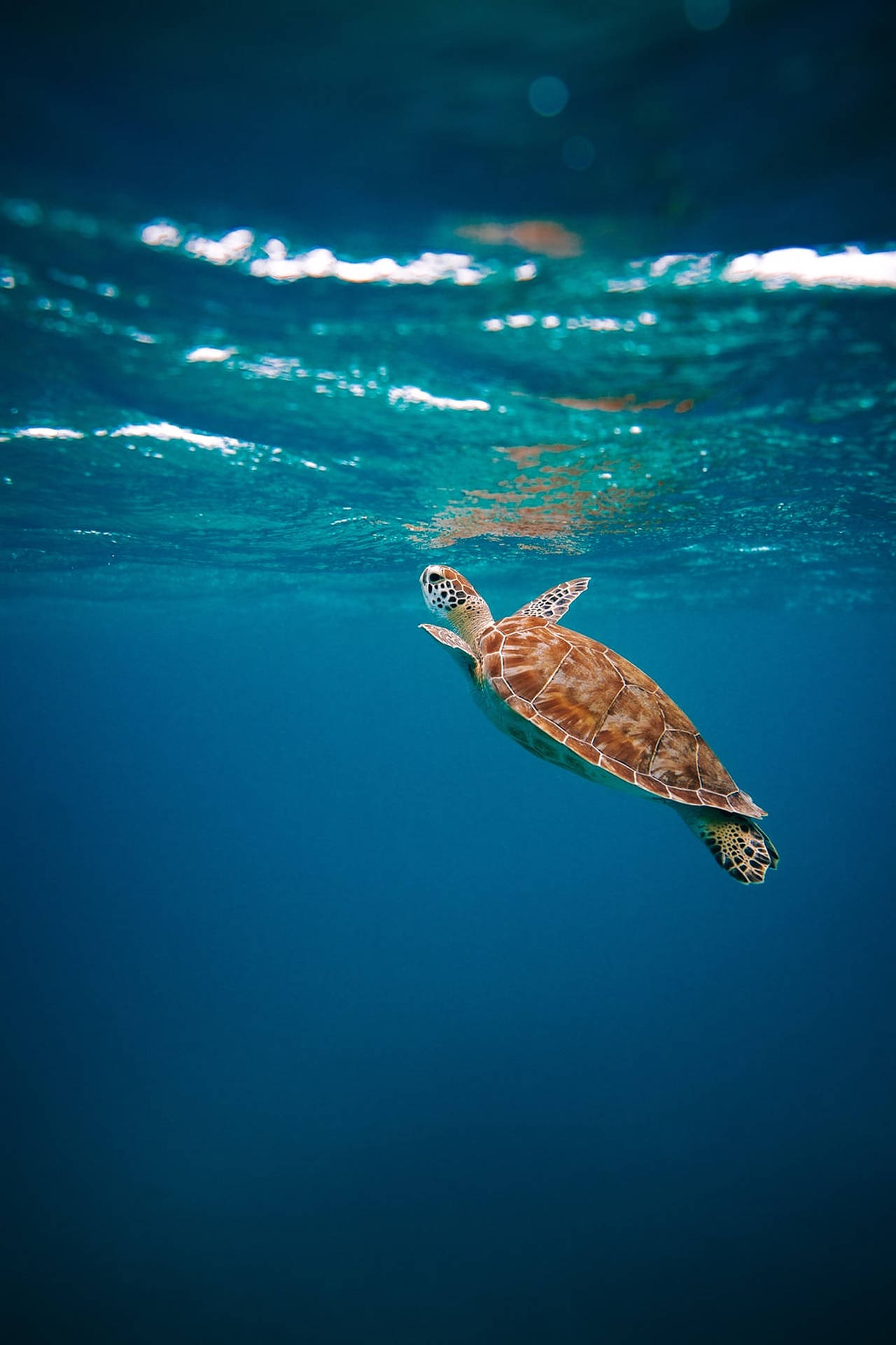 Turtle Swimming Up To The Surface Background