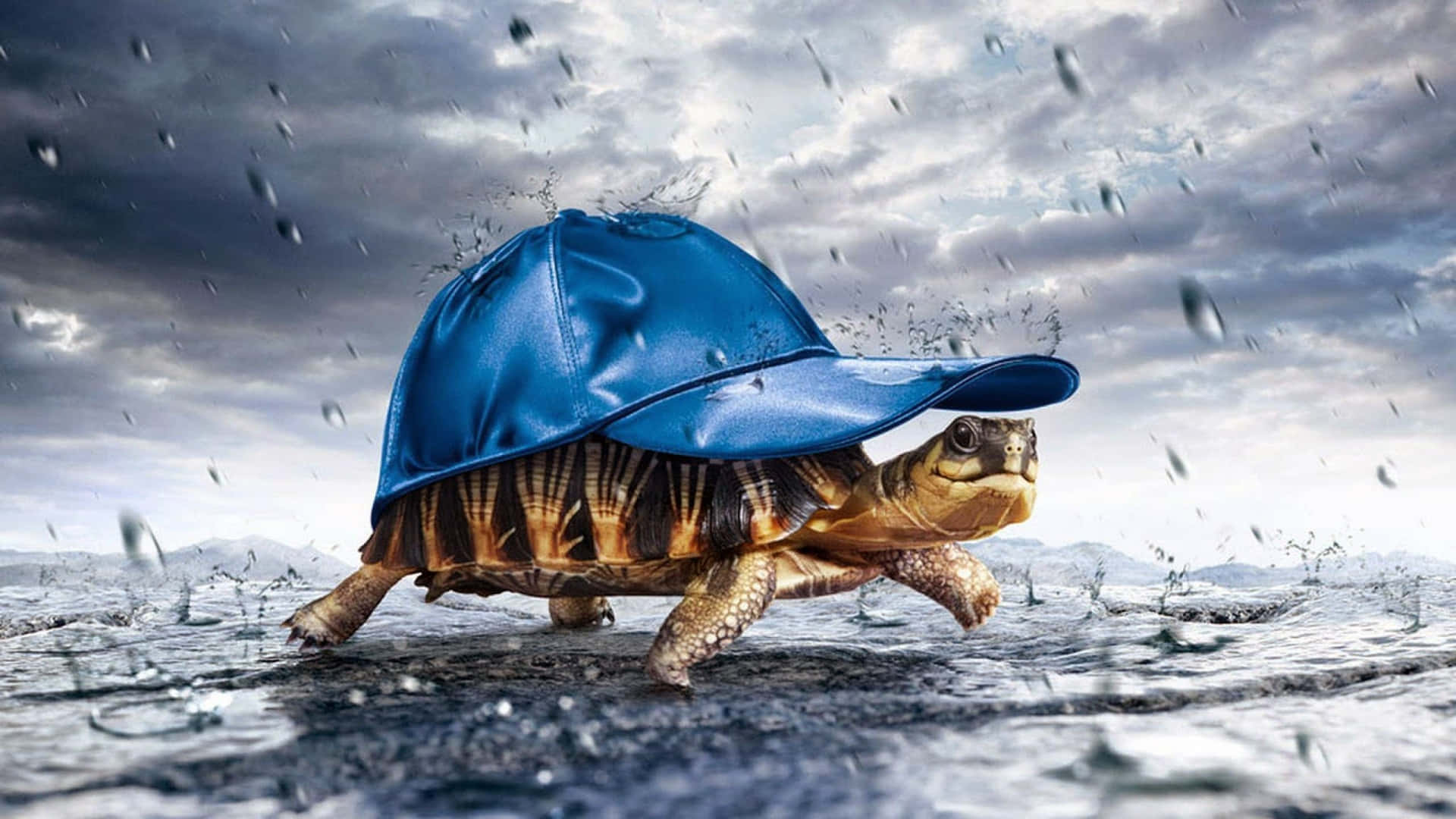 Turtle With A Blue Cap Fantasy Art Background