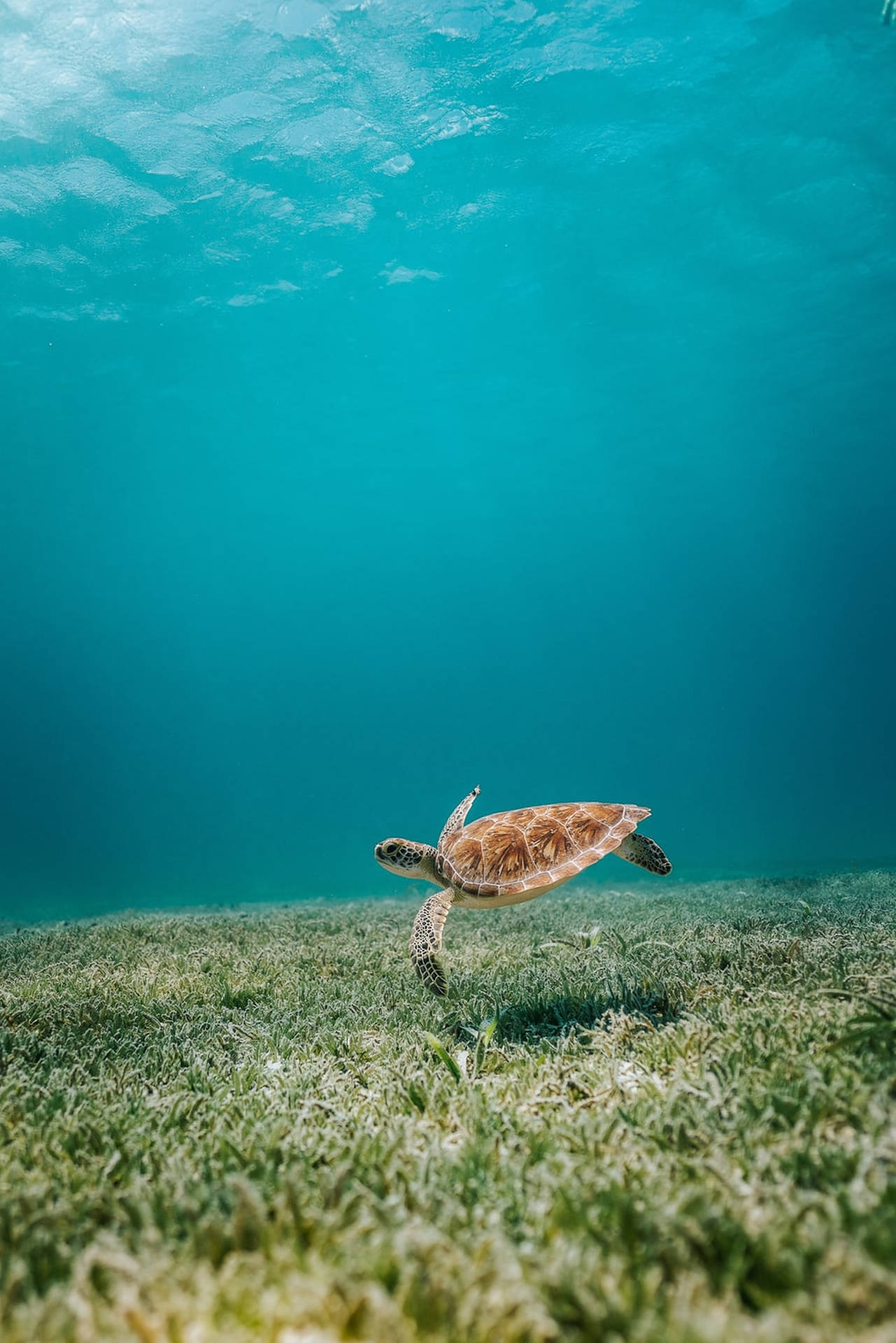 Turtle With Sea Grass