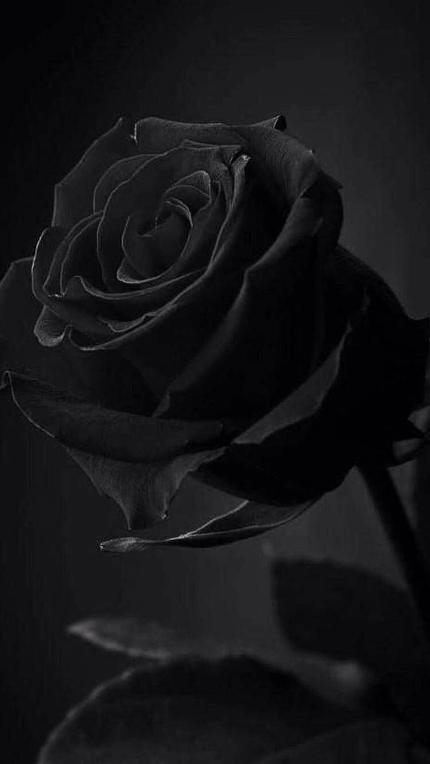 Tuscany Superb Black Rose Iphone Background