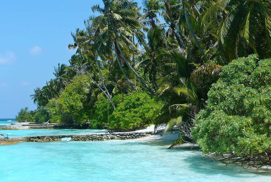 Tuvalu Island Green Trees