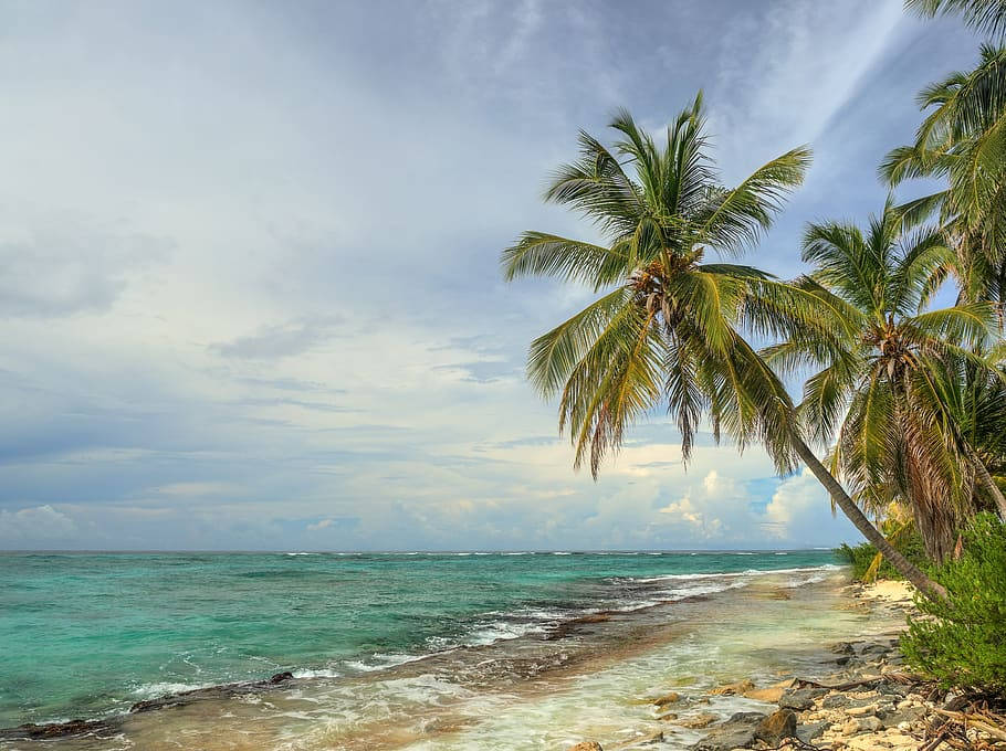 Tuvalu Island Palm Trees