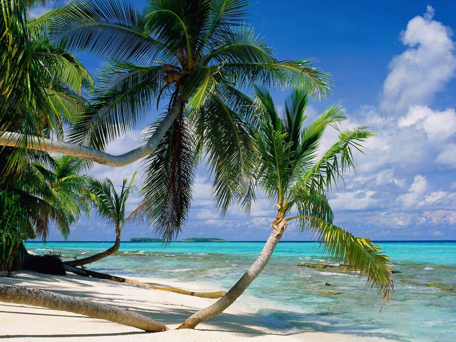 Tuvalu Palm Trees Background