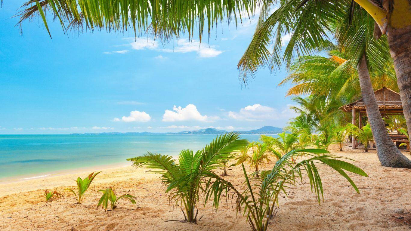 Tuvalu Palm Trees