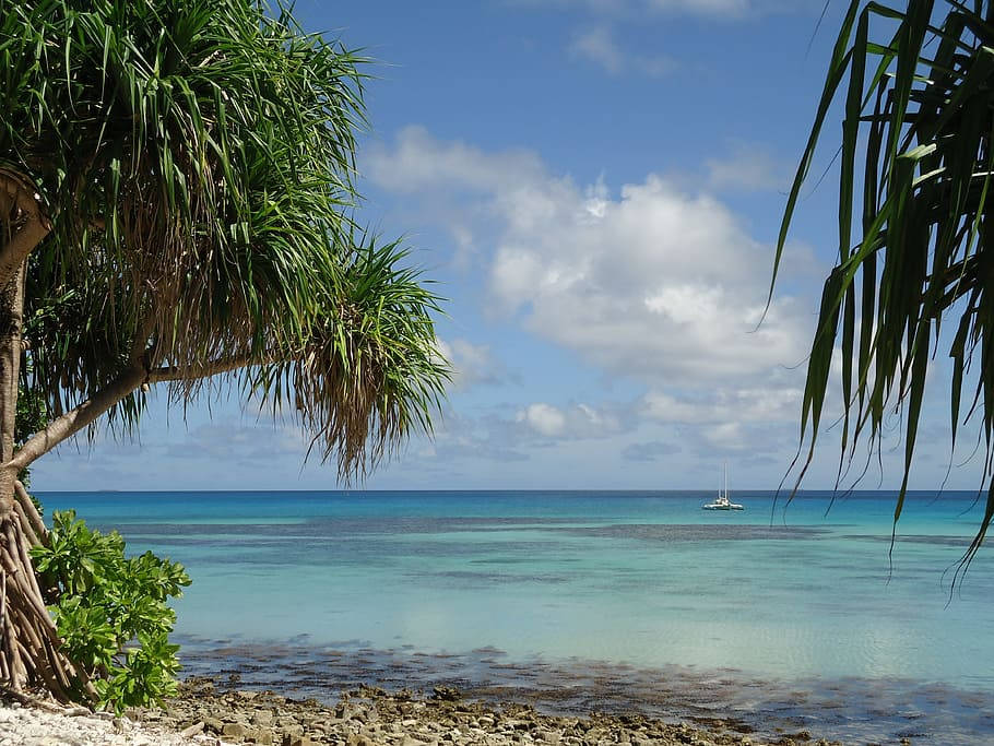 Tuvalu Tall Beach Trees Background