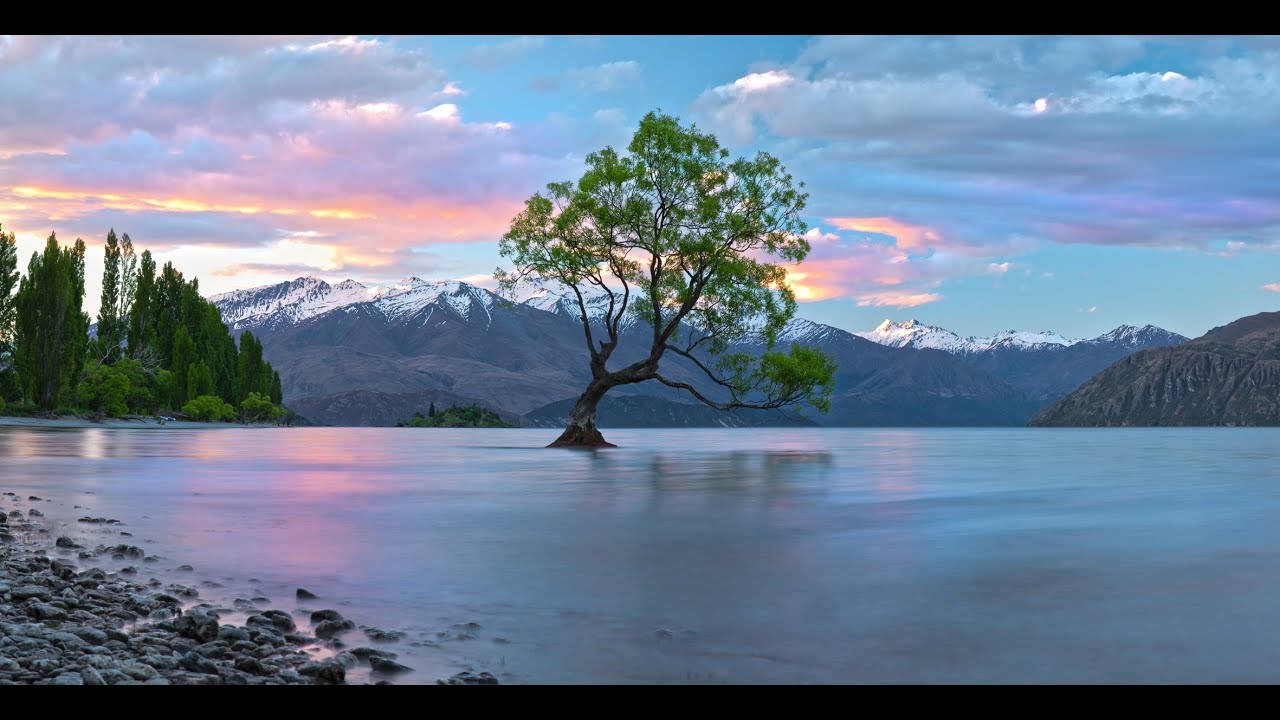 Tuvalu Tree In Water