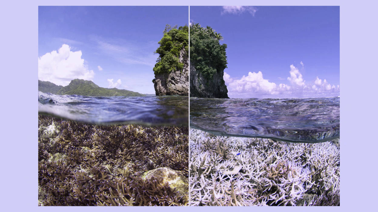 Tuvalu Underwater Background