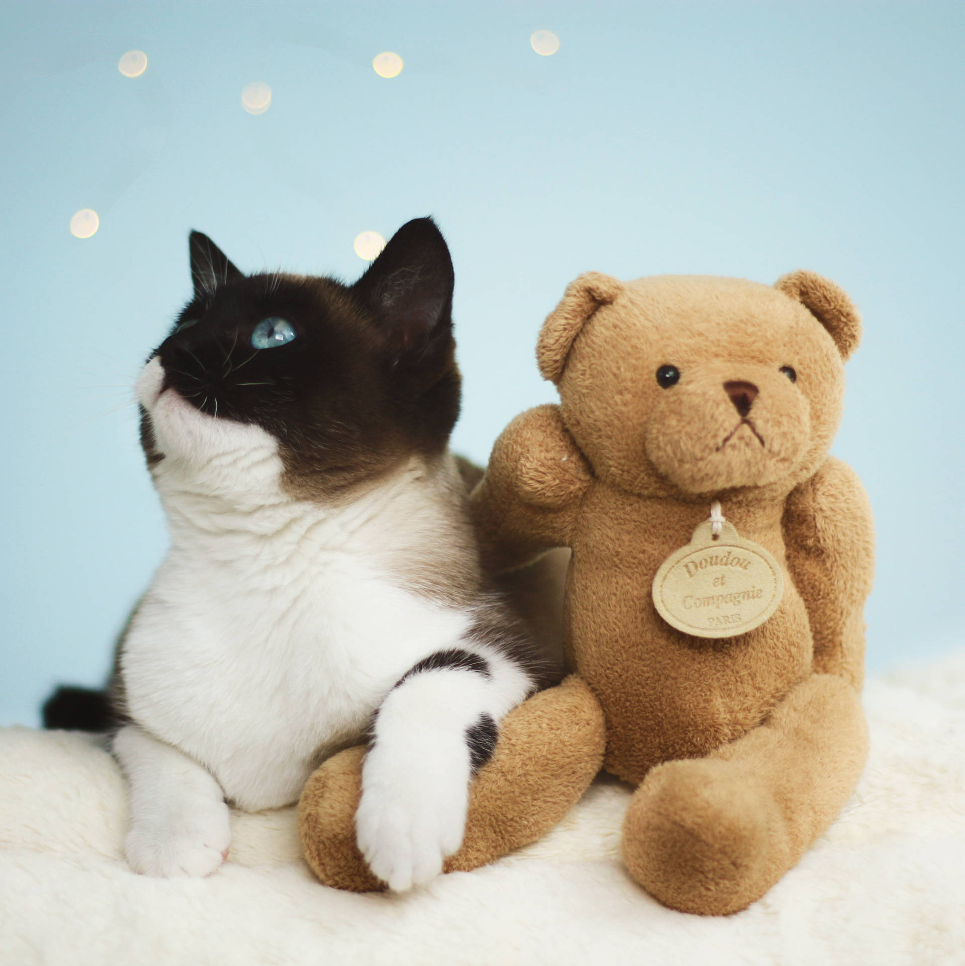 Tuxedo Cat And Cute Teddy Bear Background