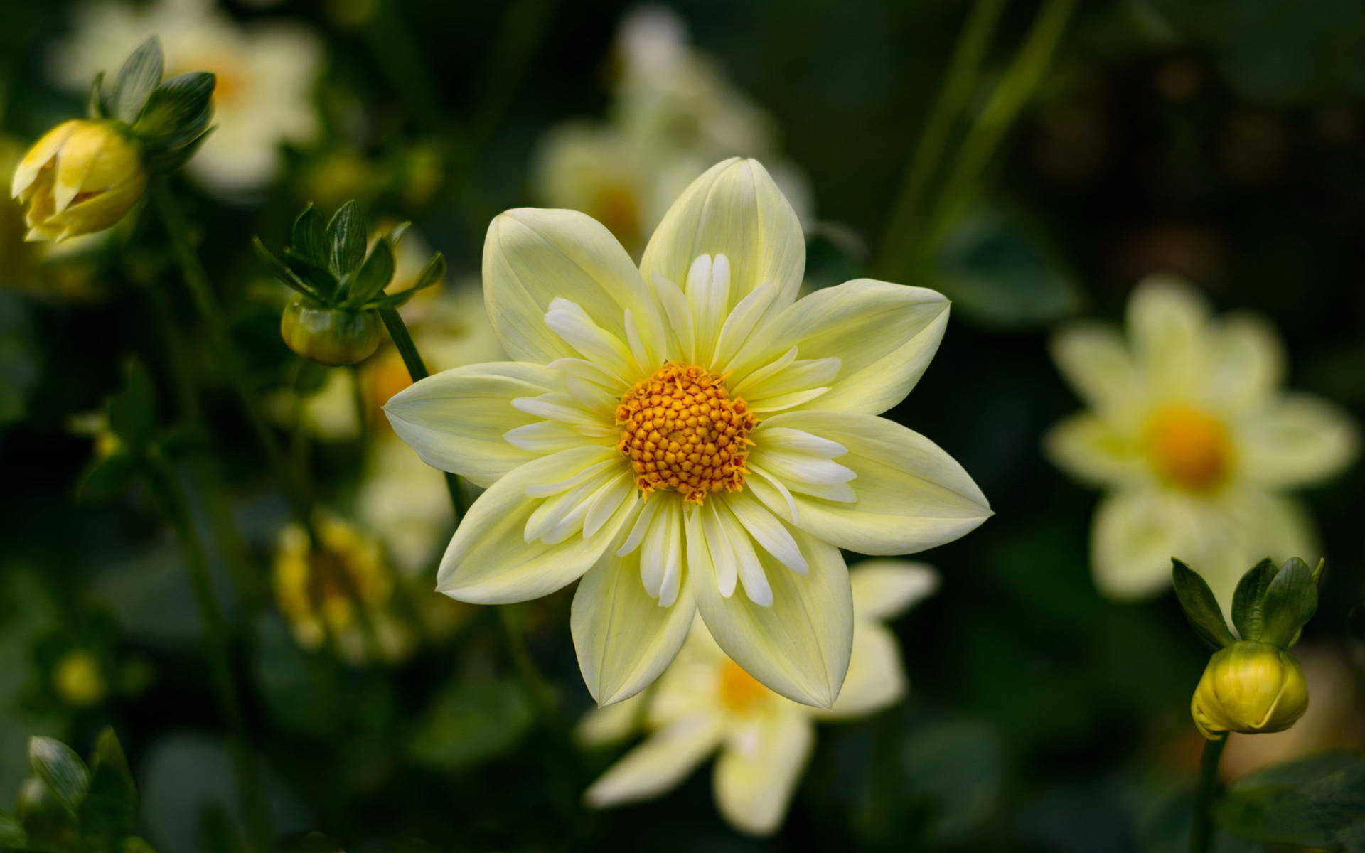 Tv 4k Yellow Dahlia Background