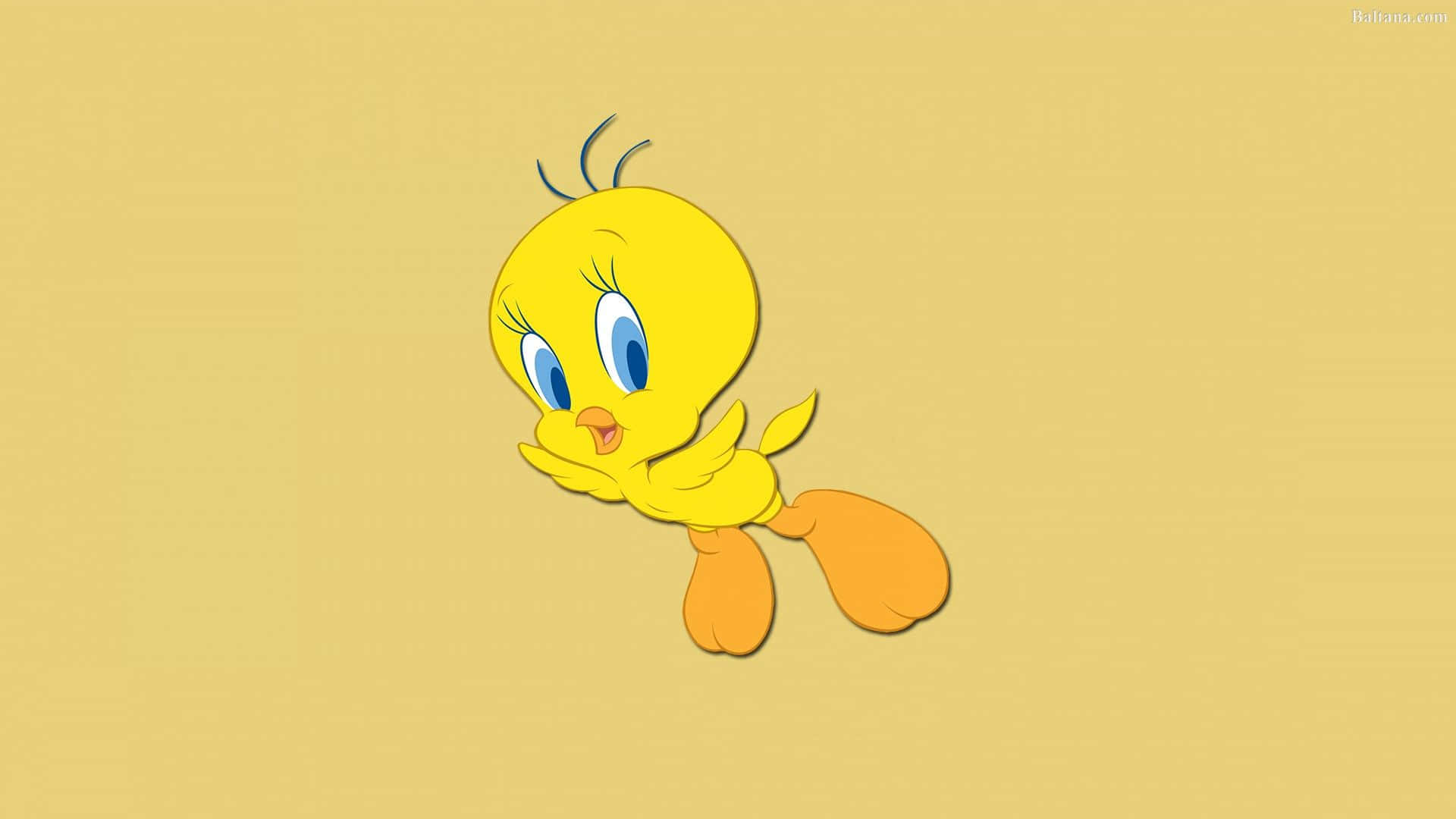 Tweety Bird 1920 X 1080 Background