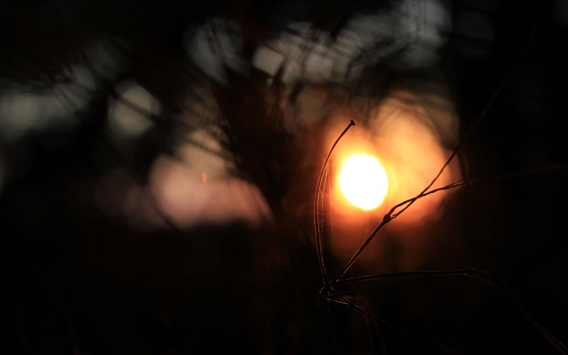 Twig With Sun Beautiful Dark Background