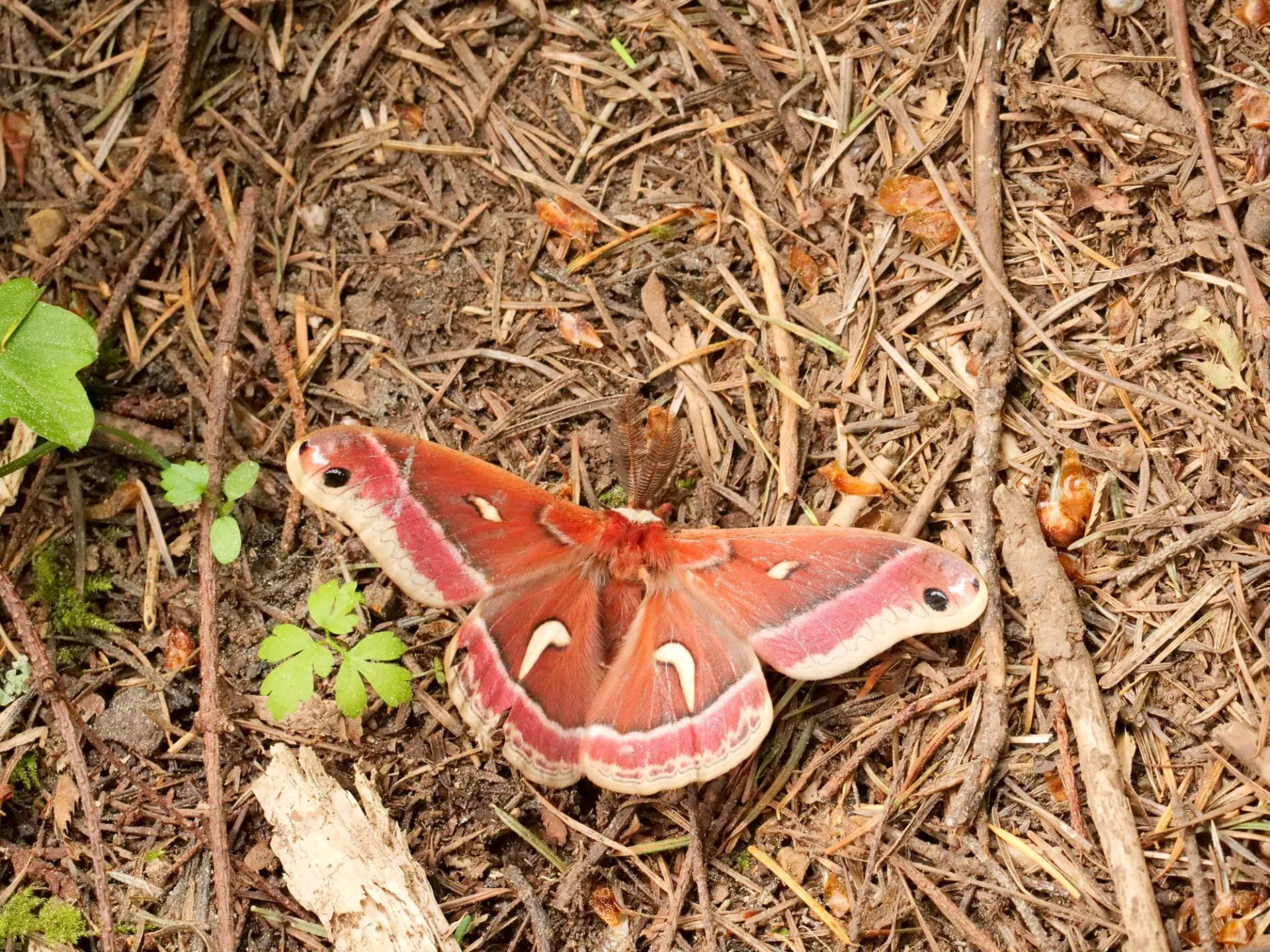 Twigs Giant Ceanothus Brown Silkmoth Background