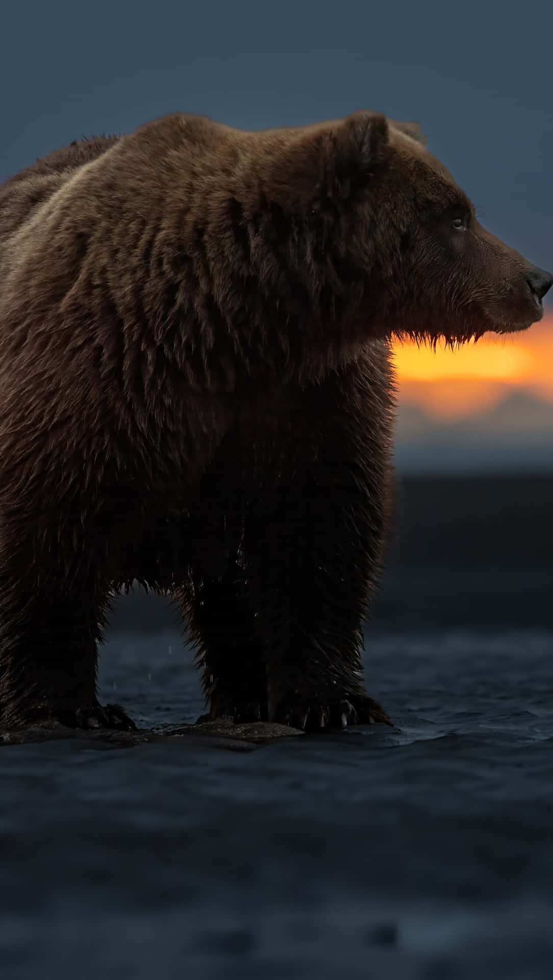 Twilight Bear Silhouette Background