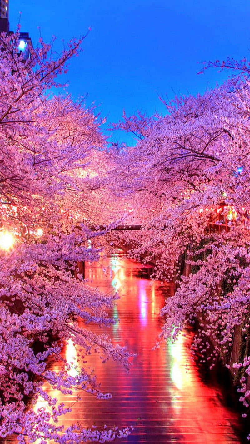 Twilight Cherry Blossoms Over Water.jpg