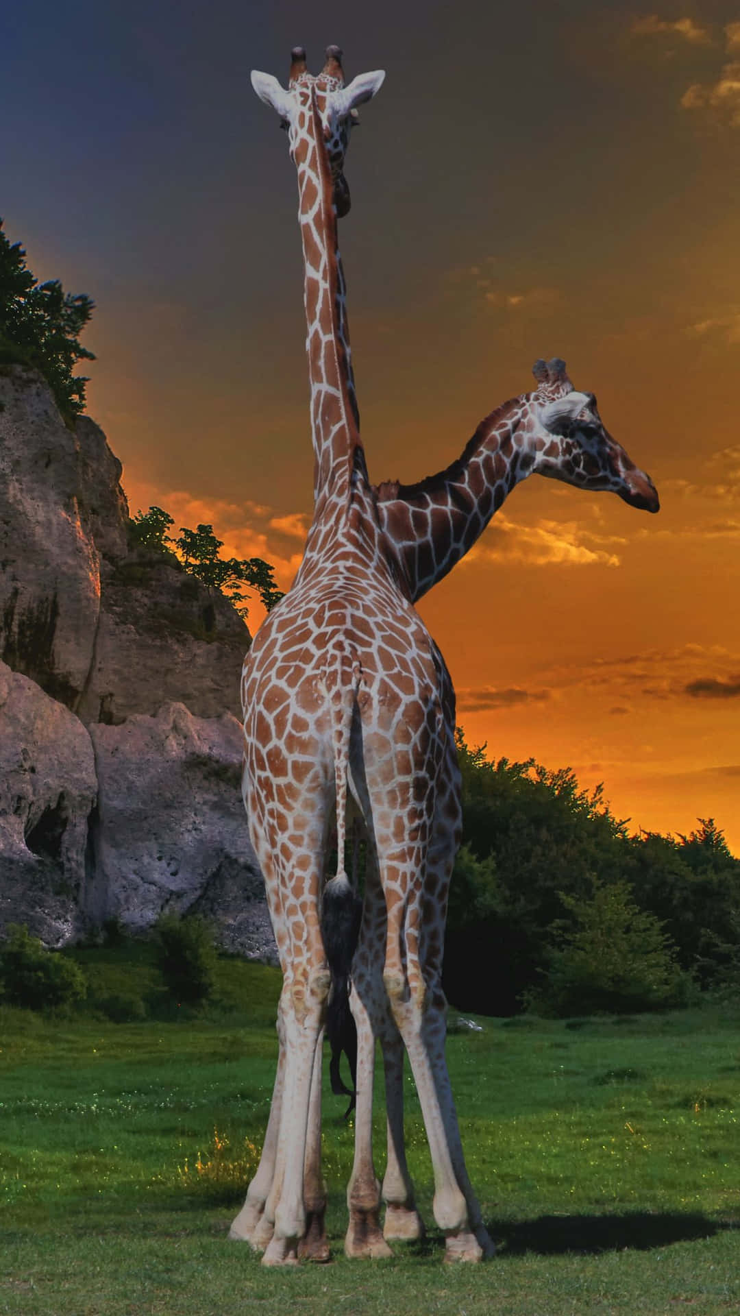 Twilight Giraffes Safari Background