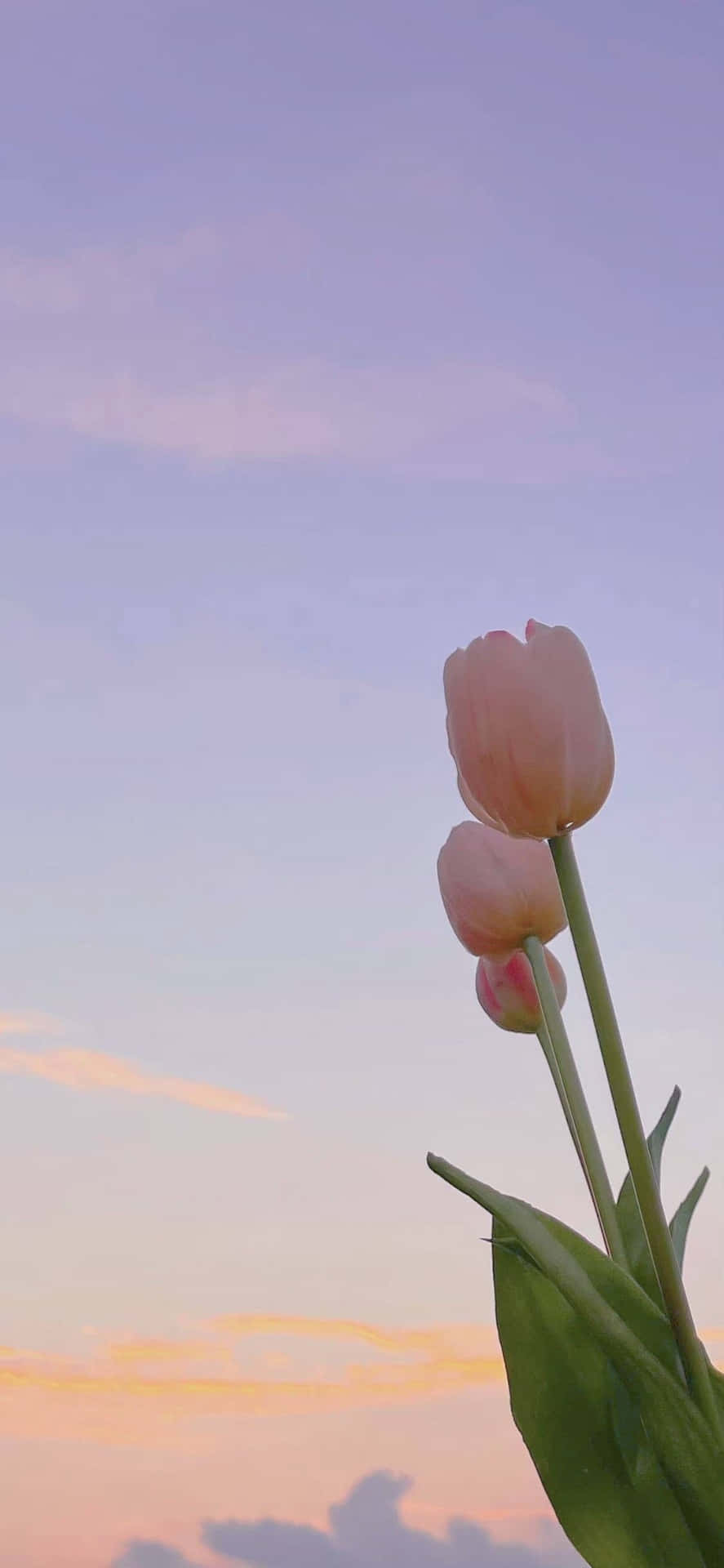 Twilight Tulips Skyline Background