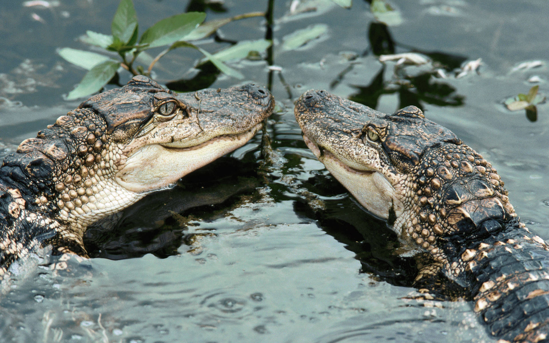 Twin Baby Alligator Background