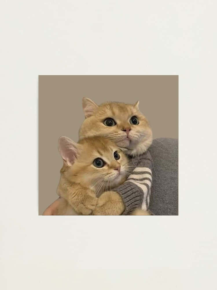 Twin Feline Harmony - Matching Cat Pfp Background