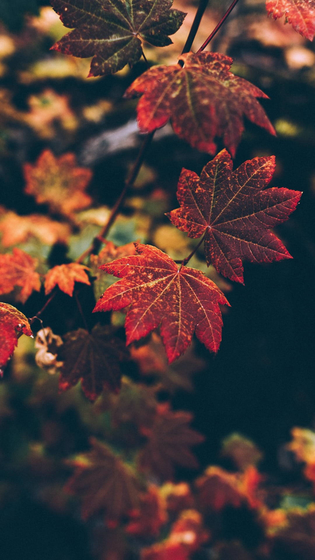 Twin Maples Leaves Background