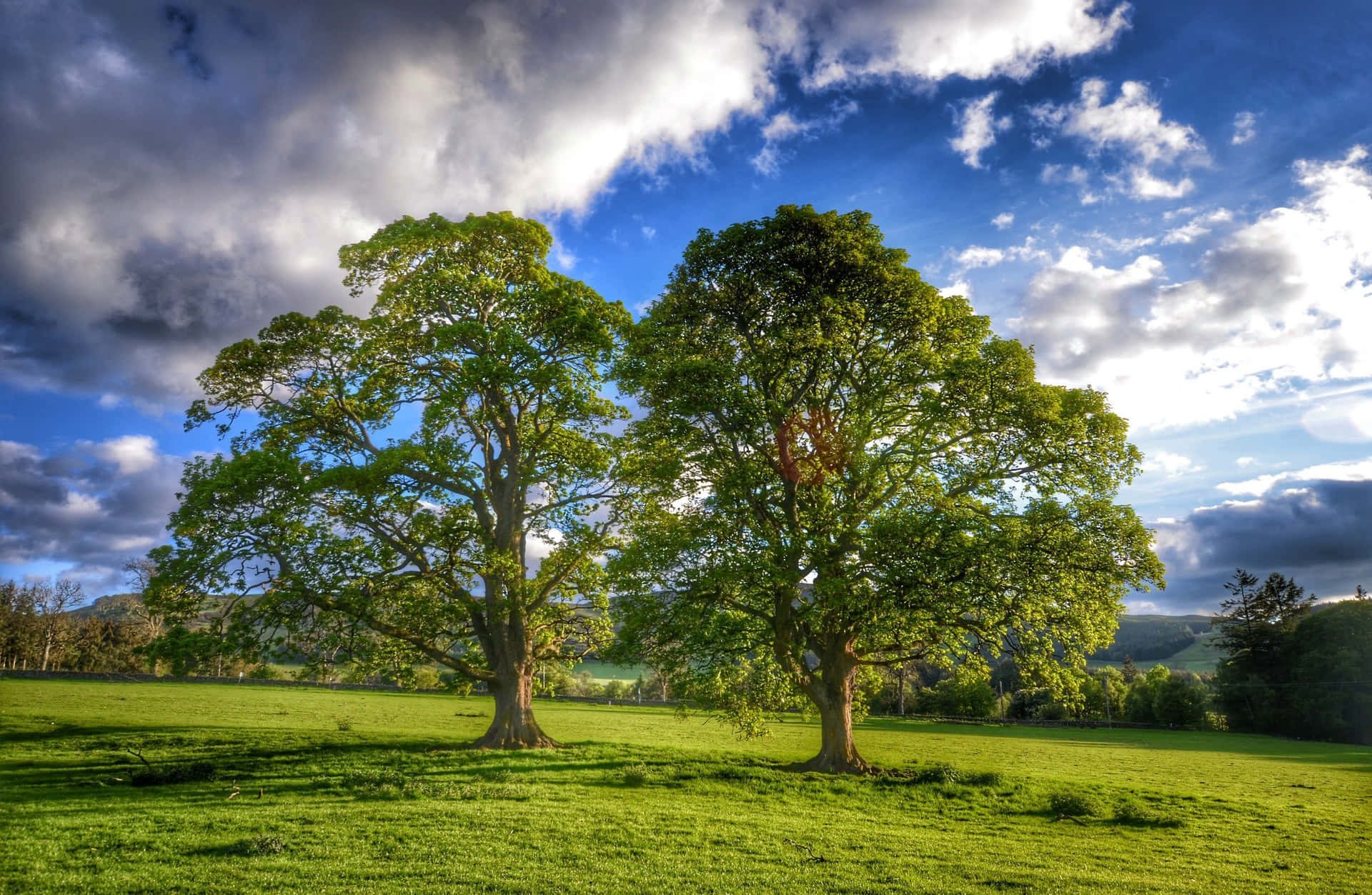 Twin Oak Tree Wide Field Background