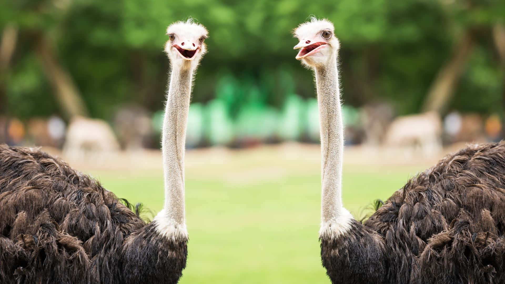 Twin Ostriches Standing Together Background