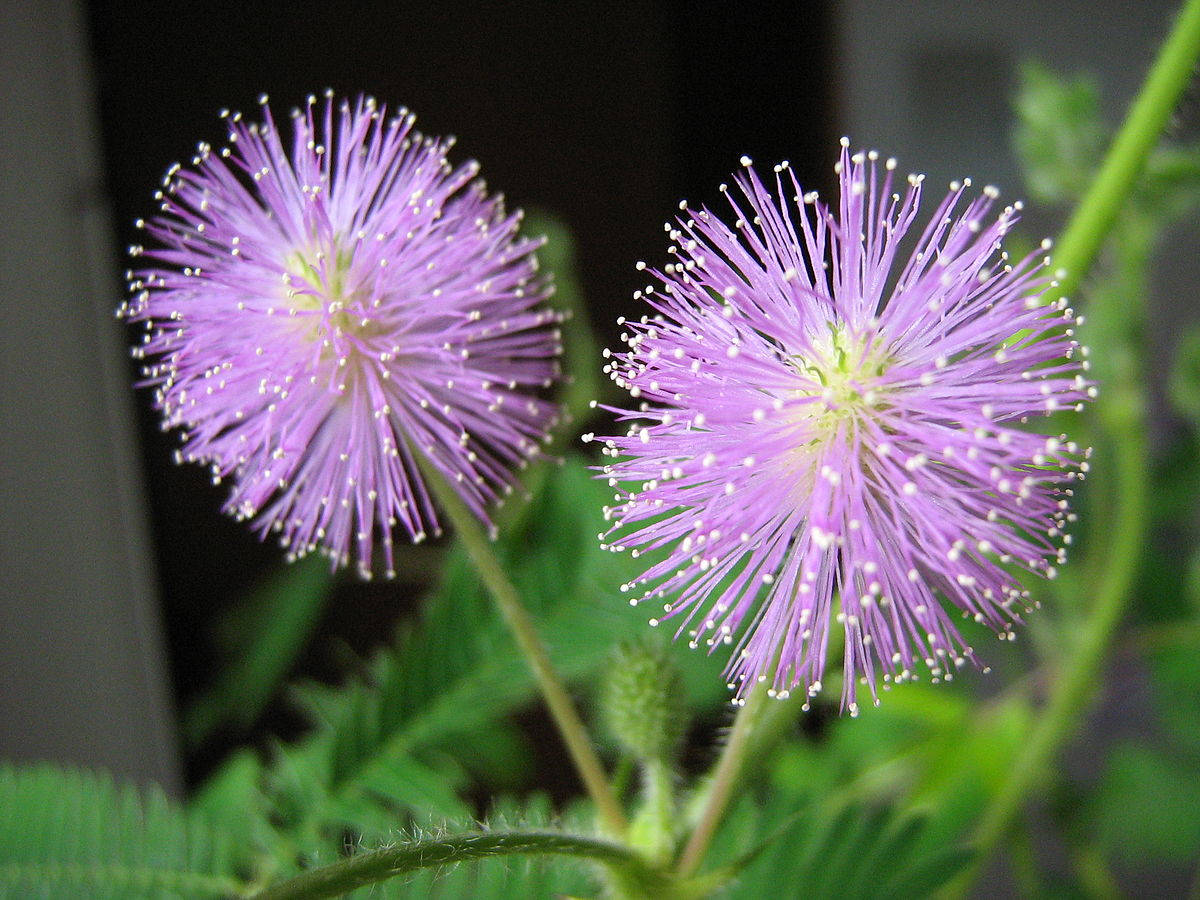 Twin Pink Mimosa Flowers Background