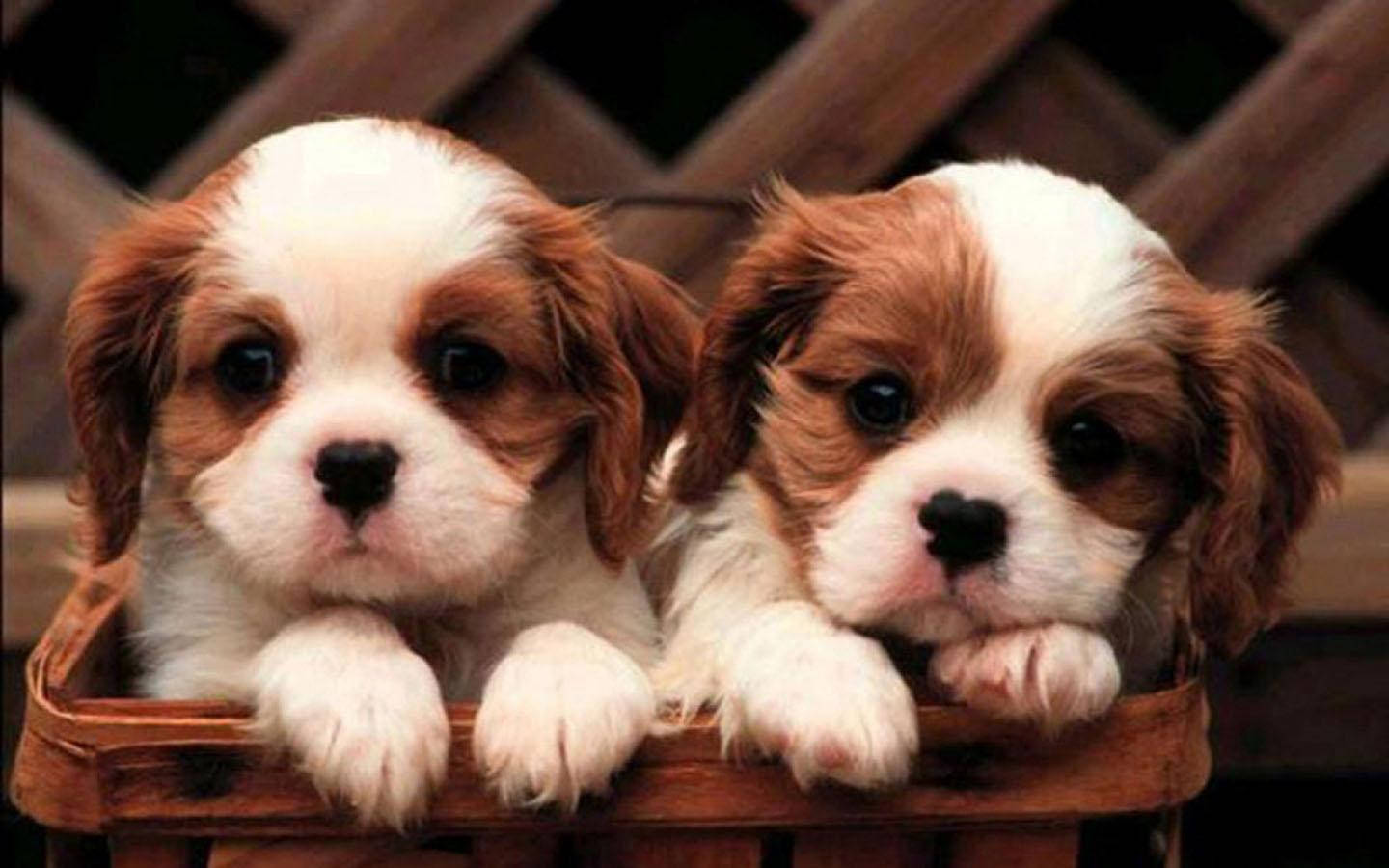 Twin Puppies In A Basket Background