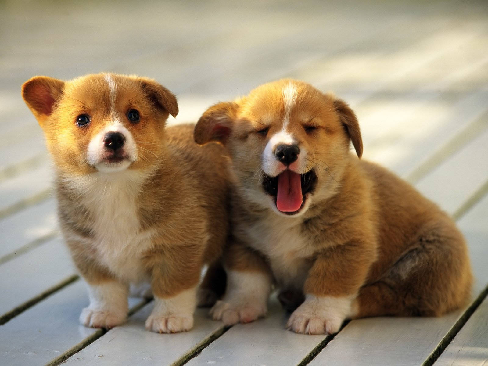 Twin Puppies Picture Background