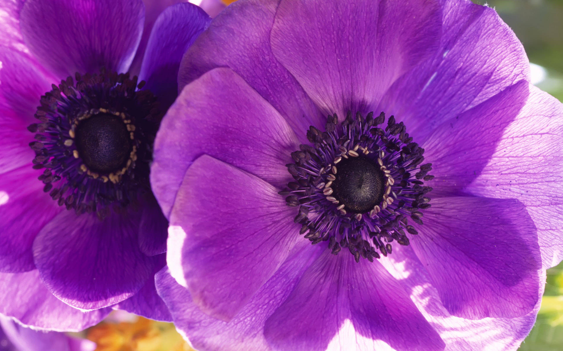 Twin Purple Anemone Flowers