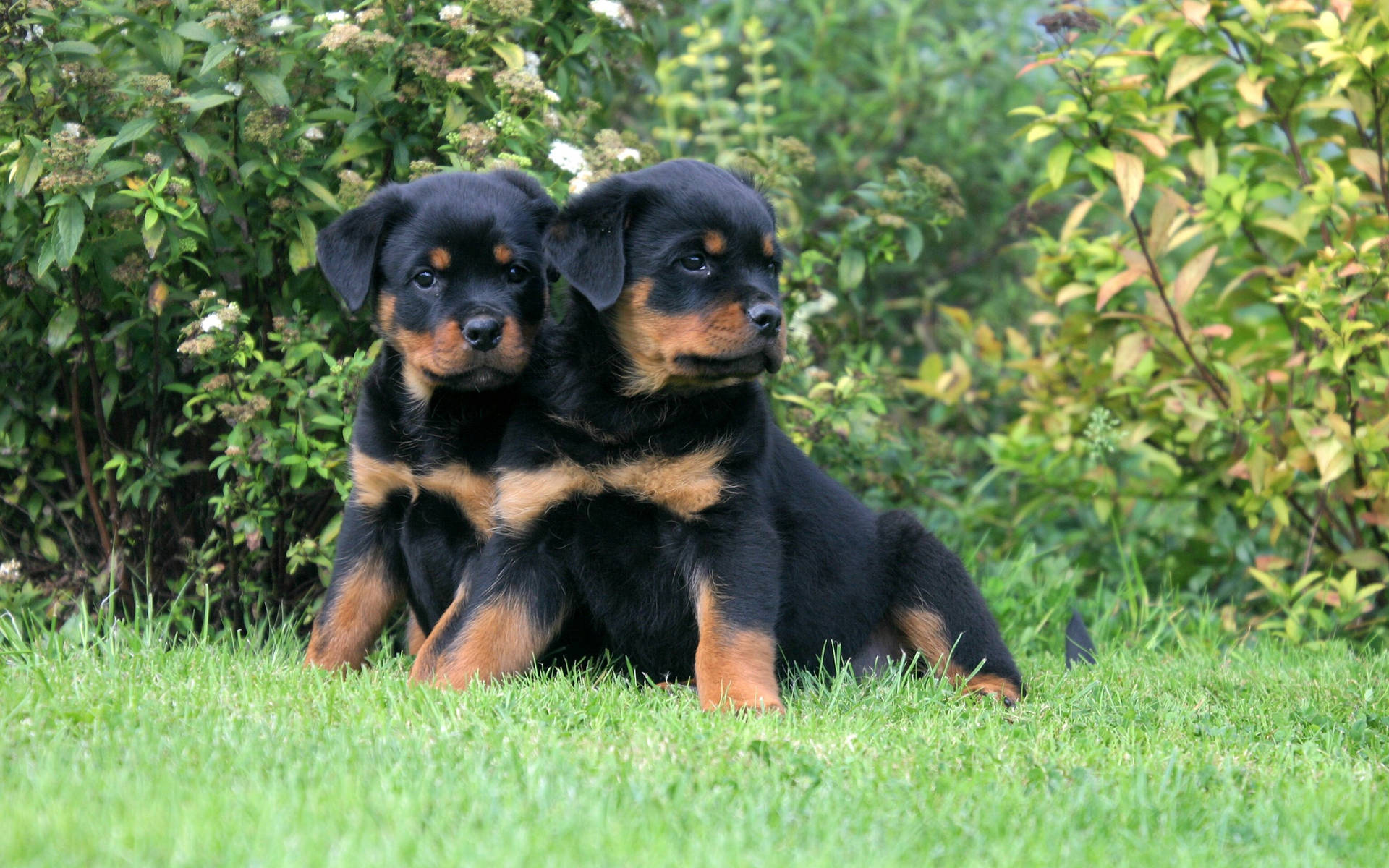 Twin Rottweiler Puppies Background