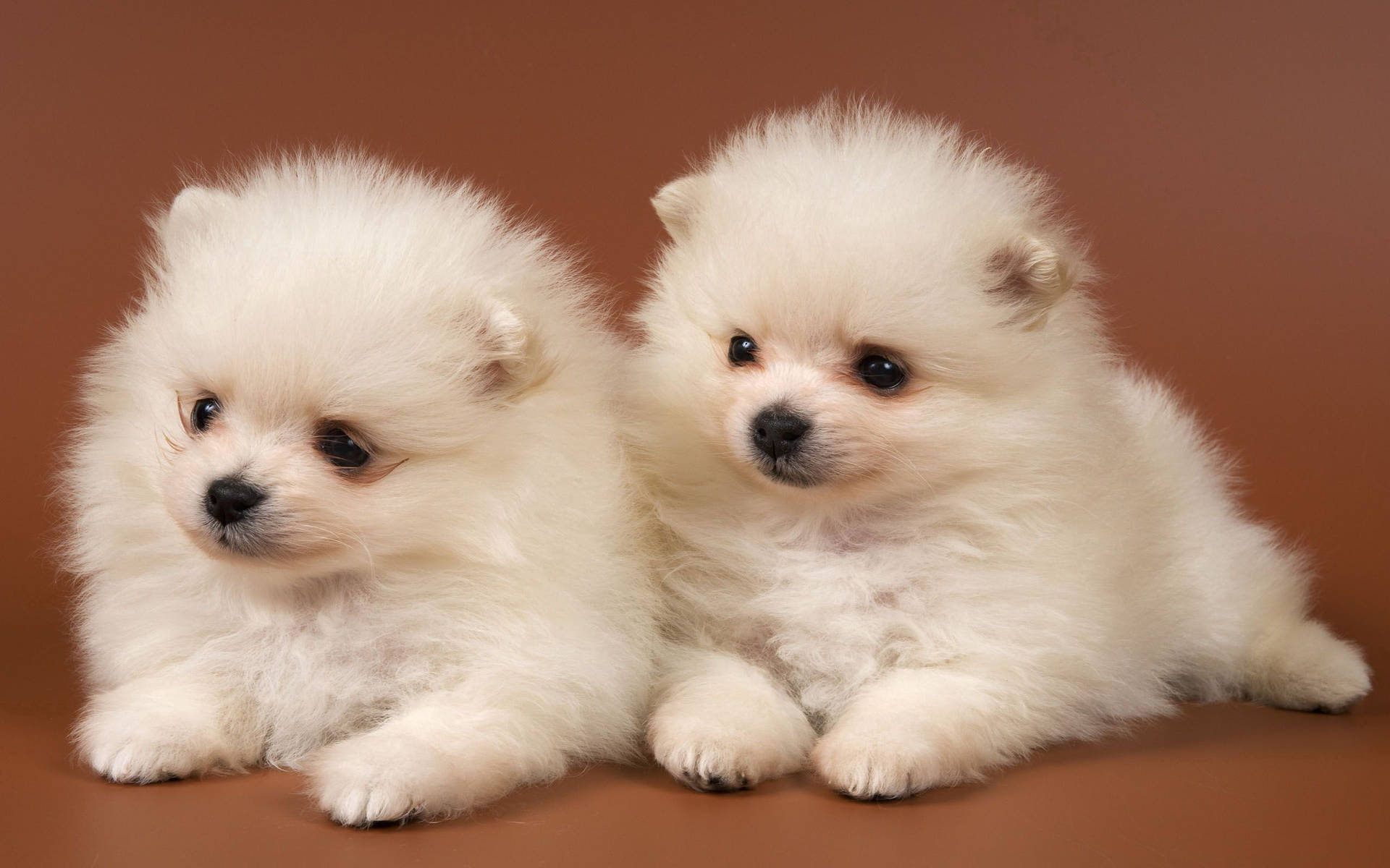 Twin White Pomeranian Puppies Background