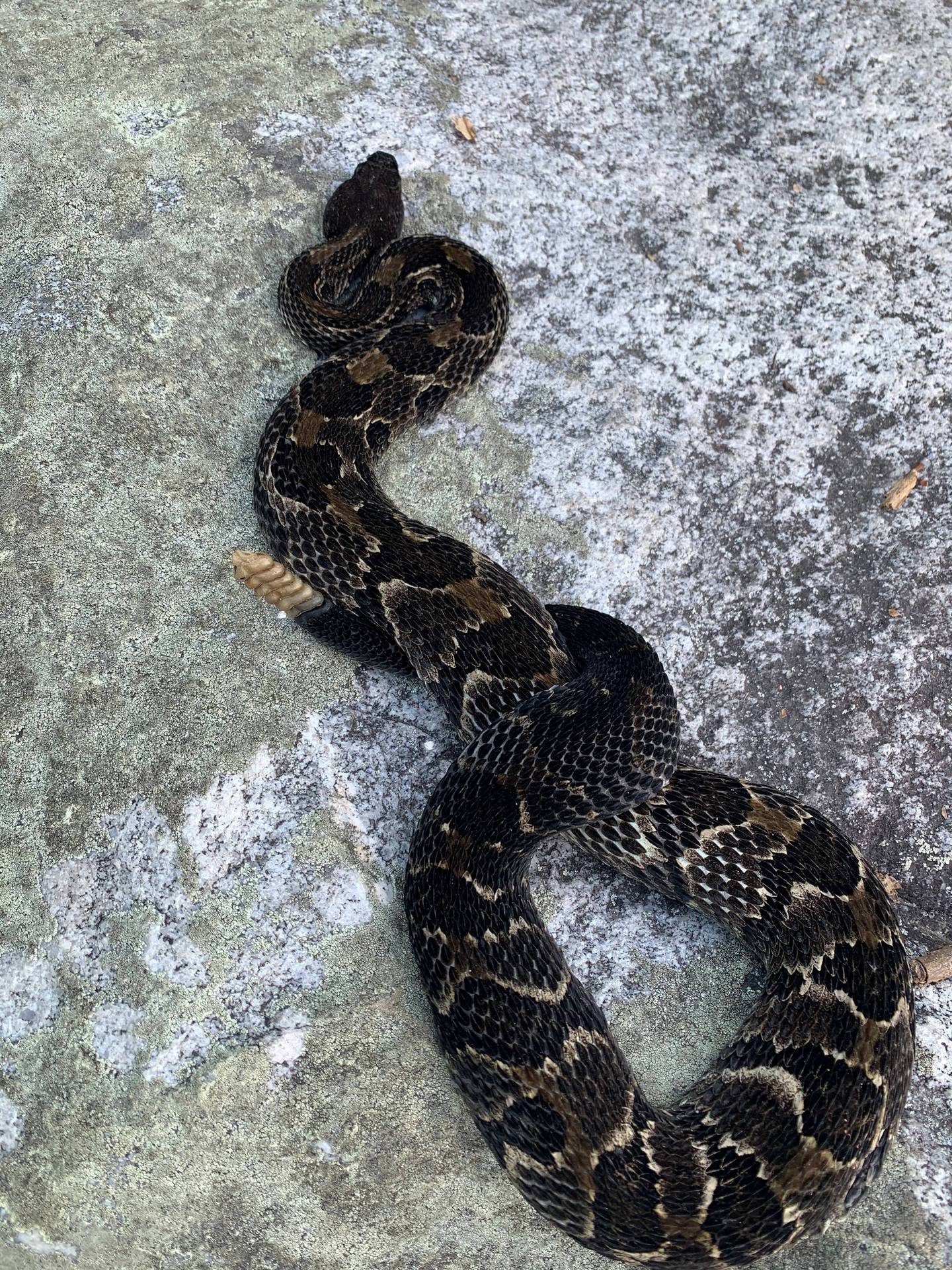 Twisted Black Timber Rattler Snake Background