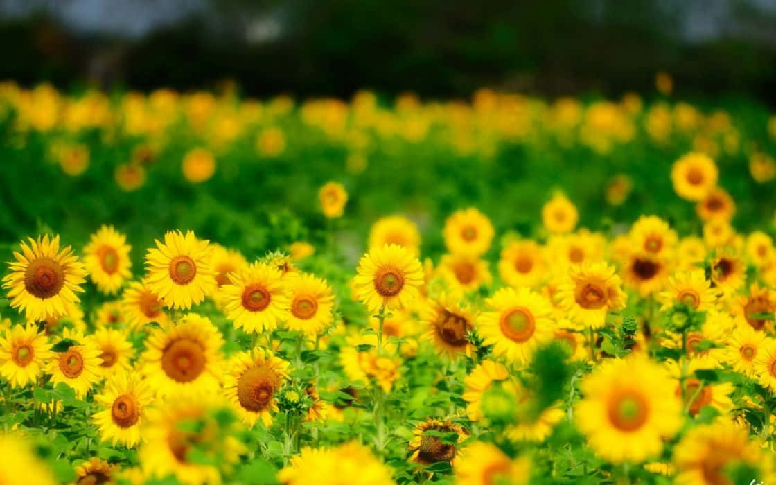 Twitter, Instagram Yellow All The Way With These Joy-bringing Sunflowers. Background
