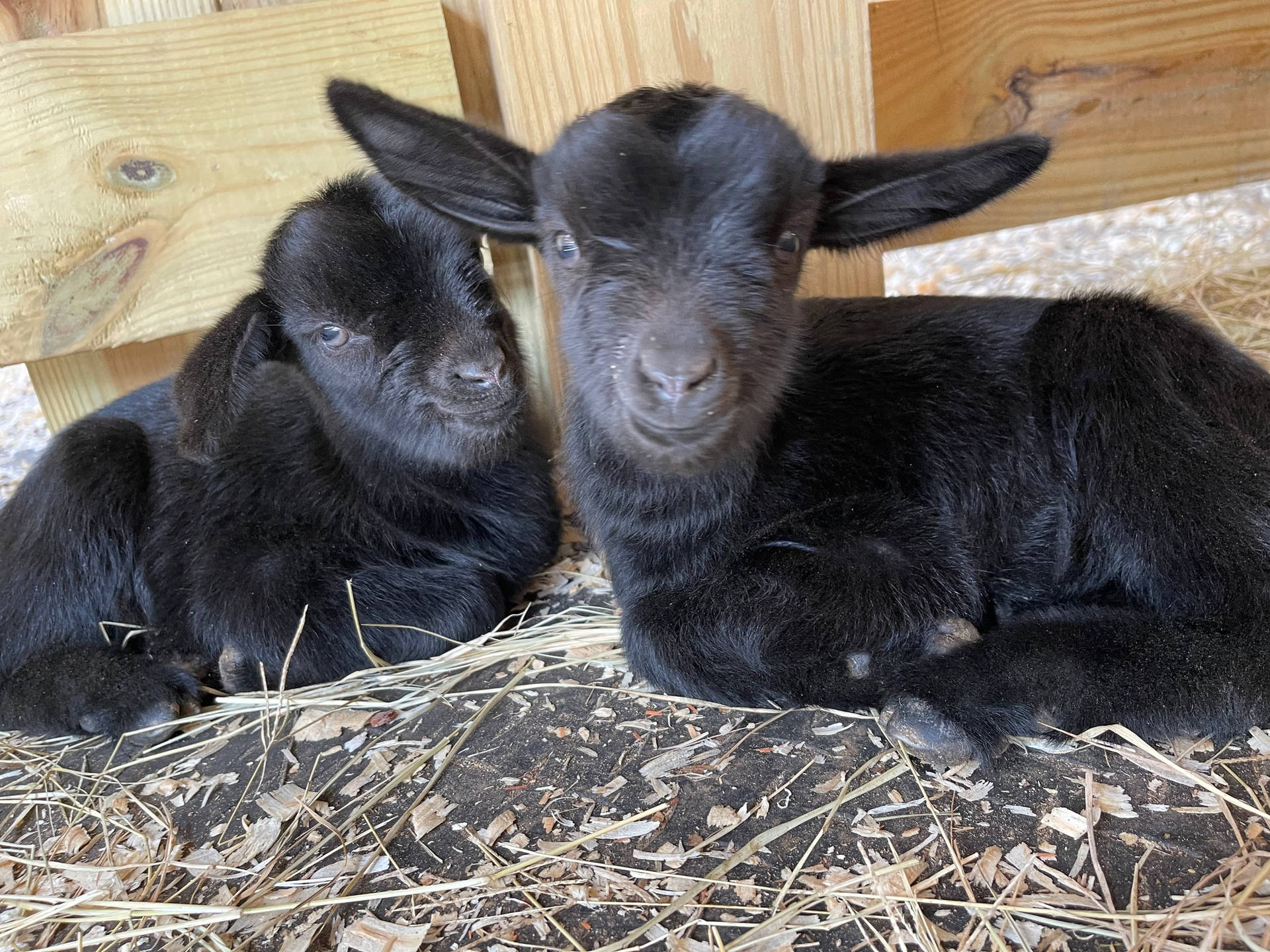 Two Adorable American Pygmy Goat Kids Background