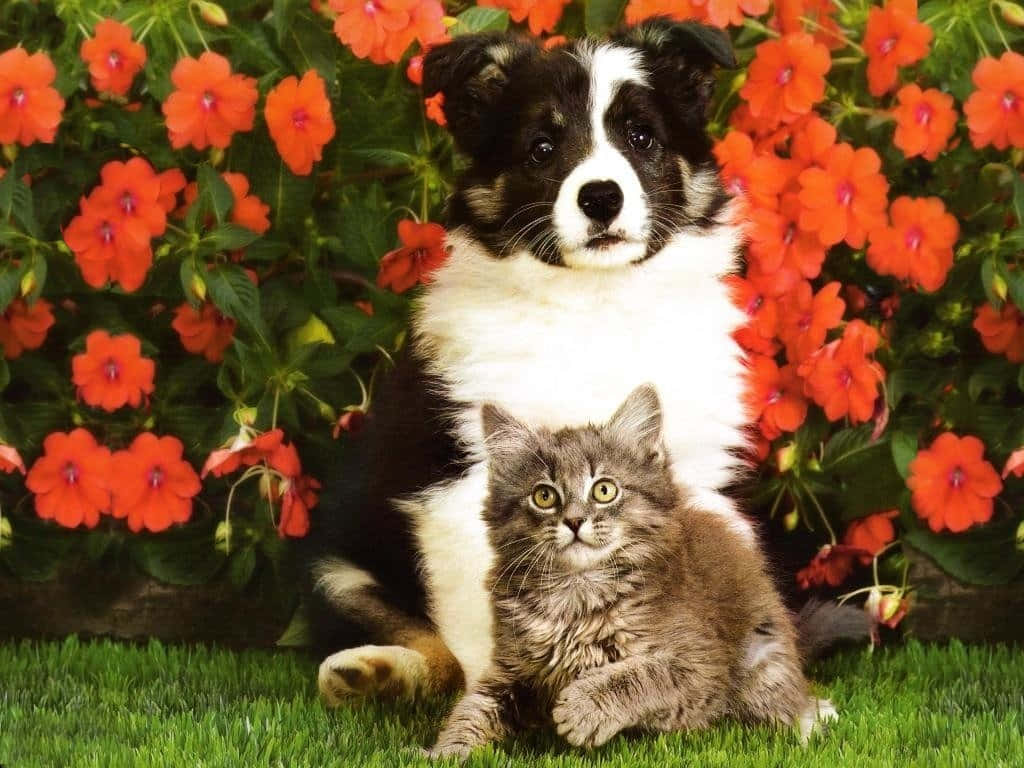 Two Adorable Best Friends - Kitten And Puppy Background