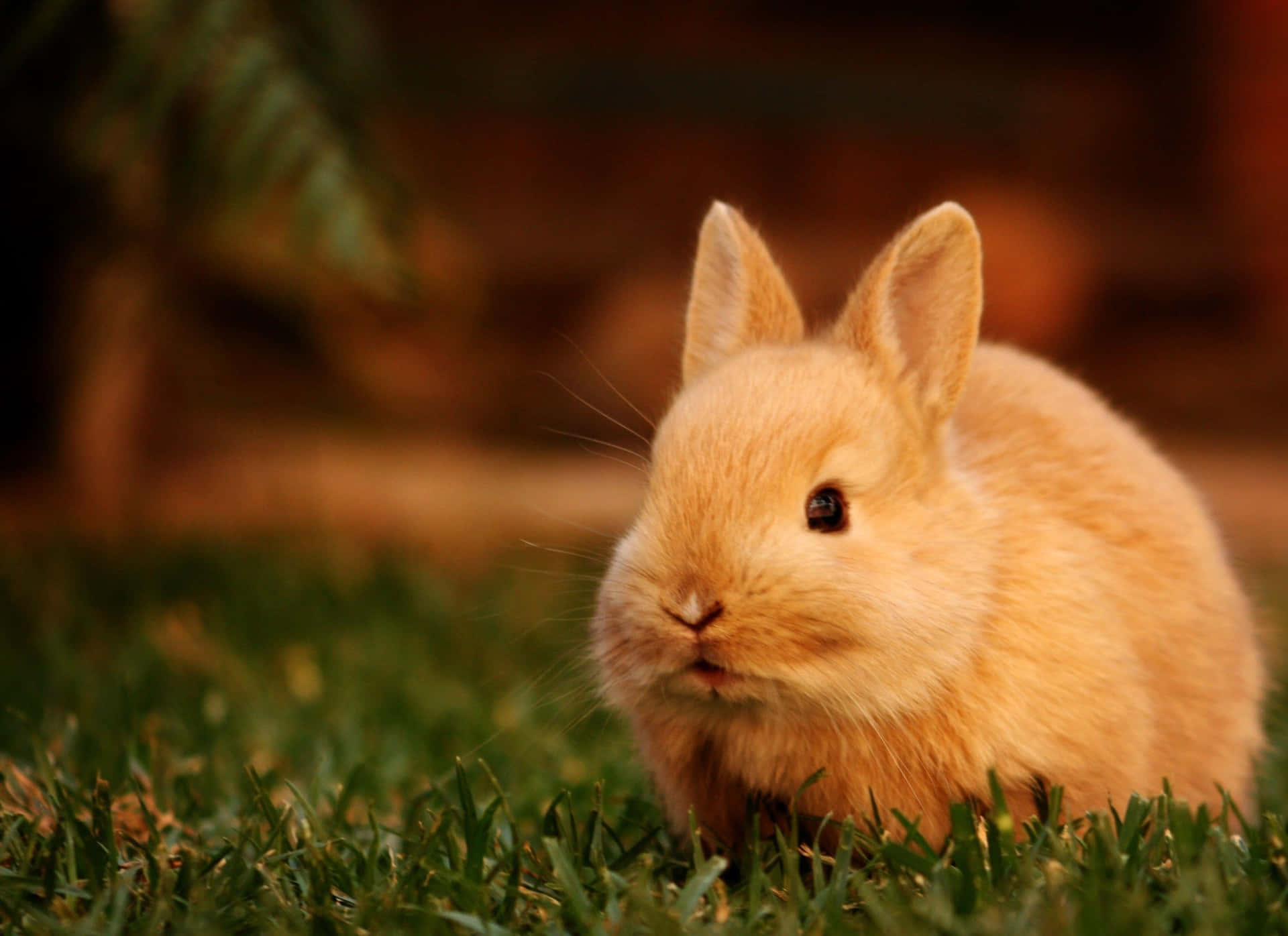 Two Adorable Bunny Rabbits Enjoying A Sunny Day Background