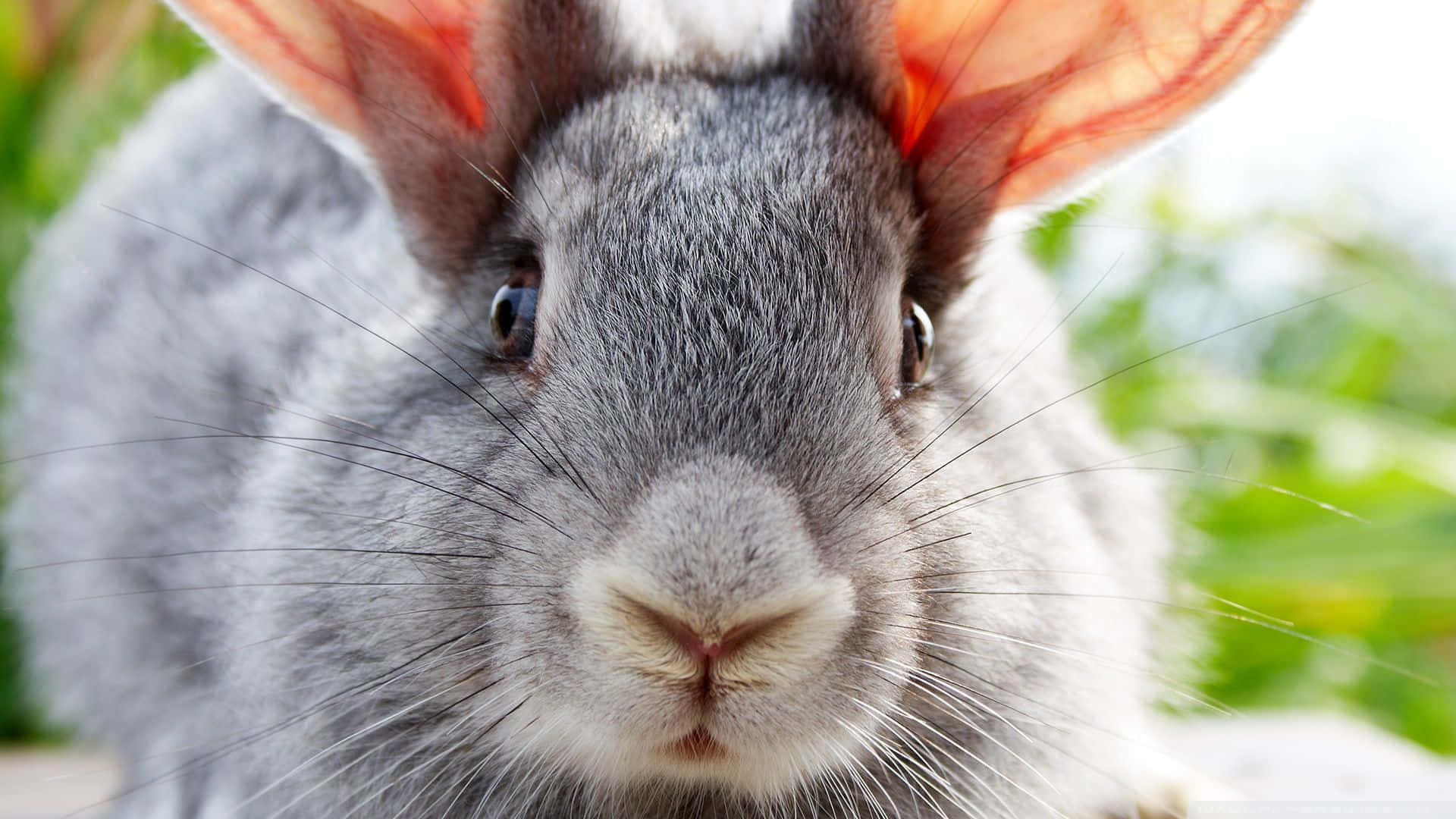 Two Adorable Bunny Rabbits Enjoying The Sunshine Background