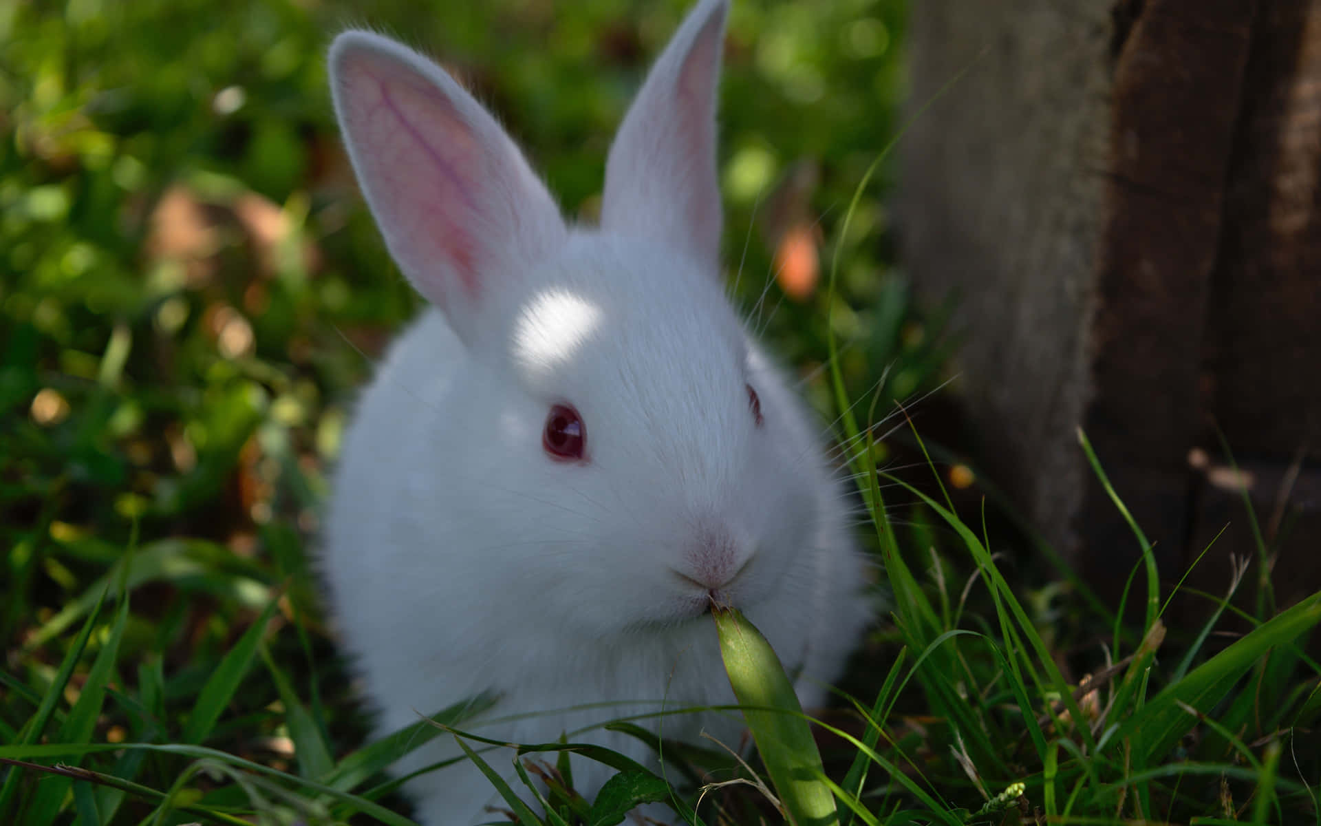 Two Adorable Bunny Rabbits Playing Happily In The Meadow Background